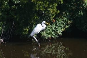 IMG_0420