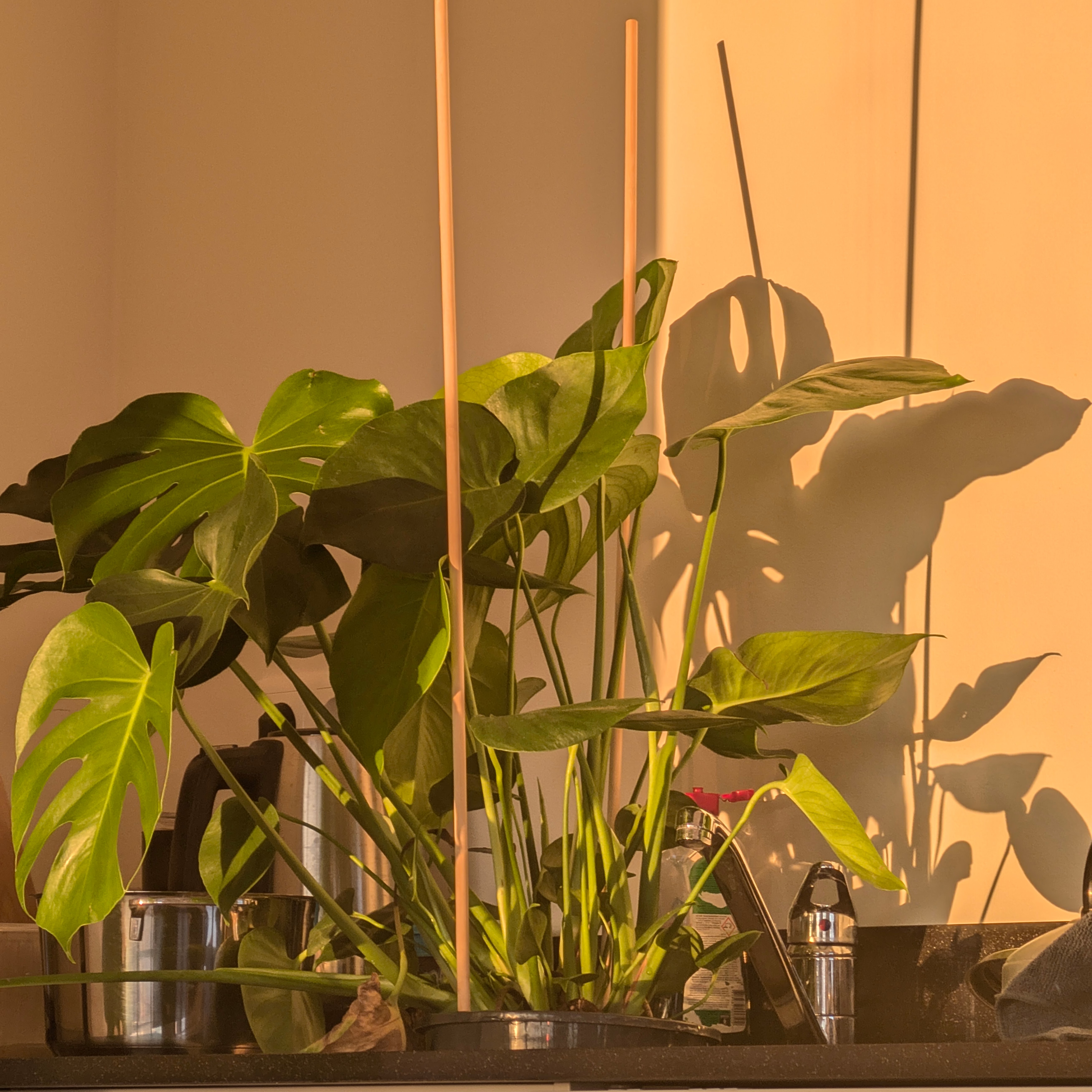 Picture of Olu's Monstera
