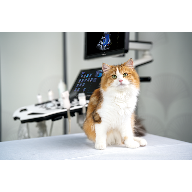 Basic Echocardiography