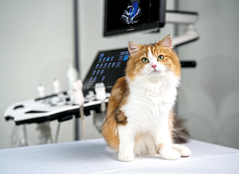 Abdominal Ultrasound 1