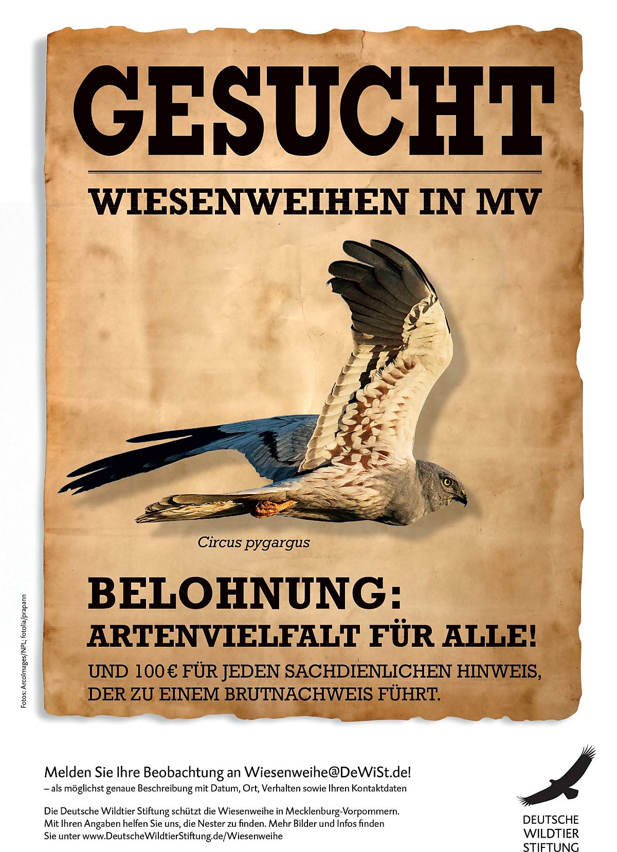 wiesenweihenposter_wiesenweihe-bild