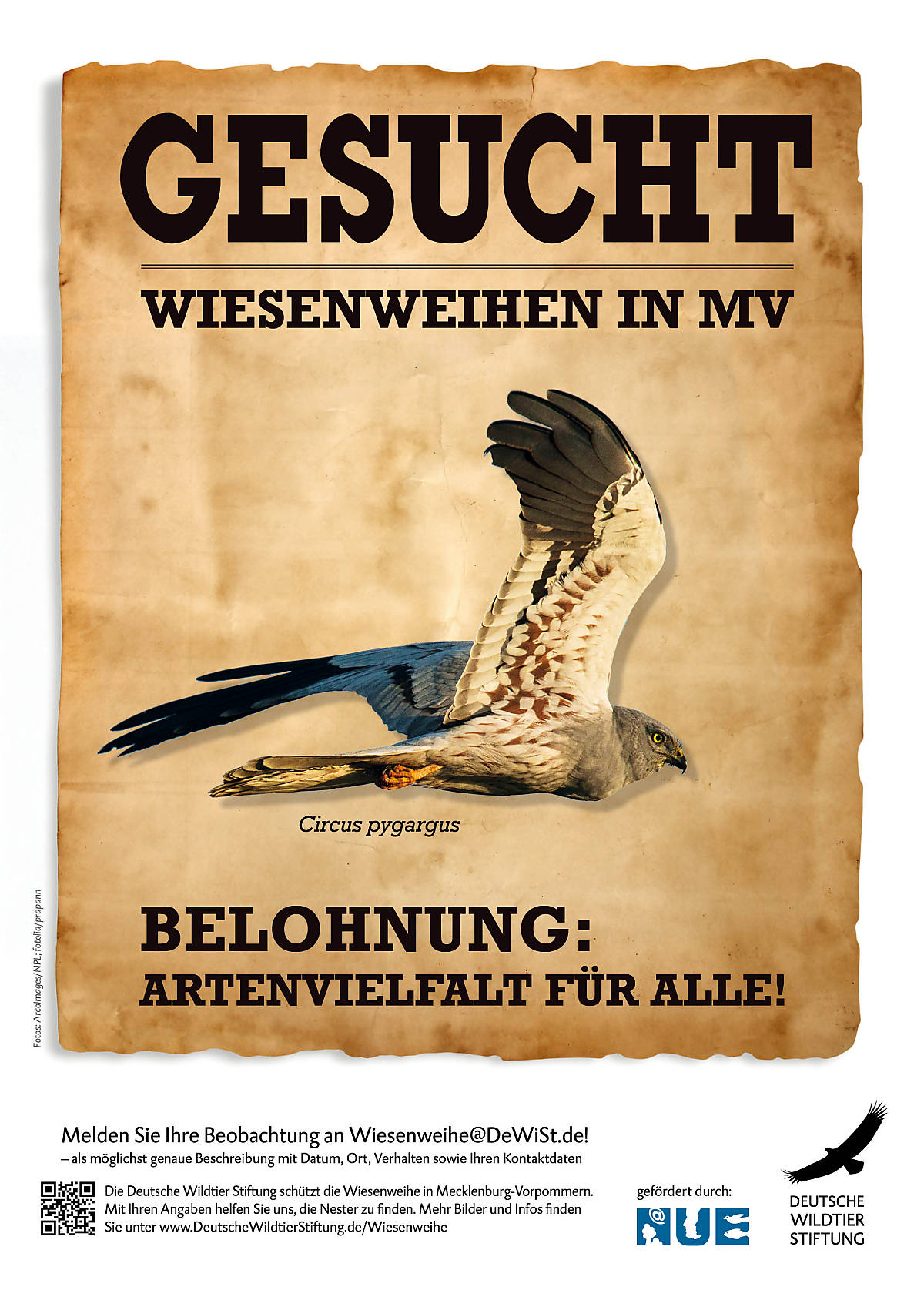 fahndungsplakat-downloaden_plakat_wiesenweihe-wanted_0421