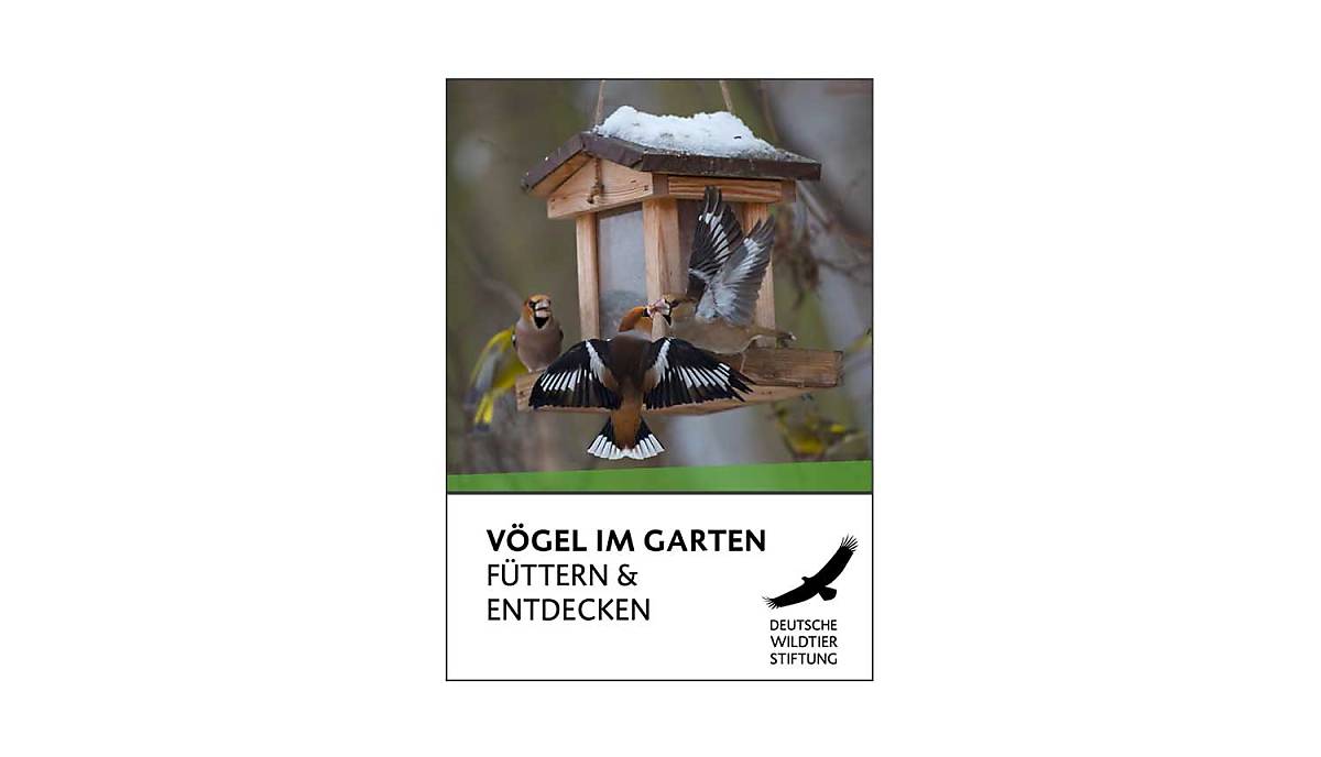 cover-vogel-im-garten-futtern-und-entdecken