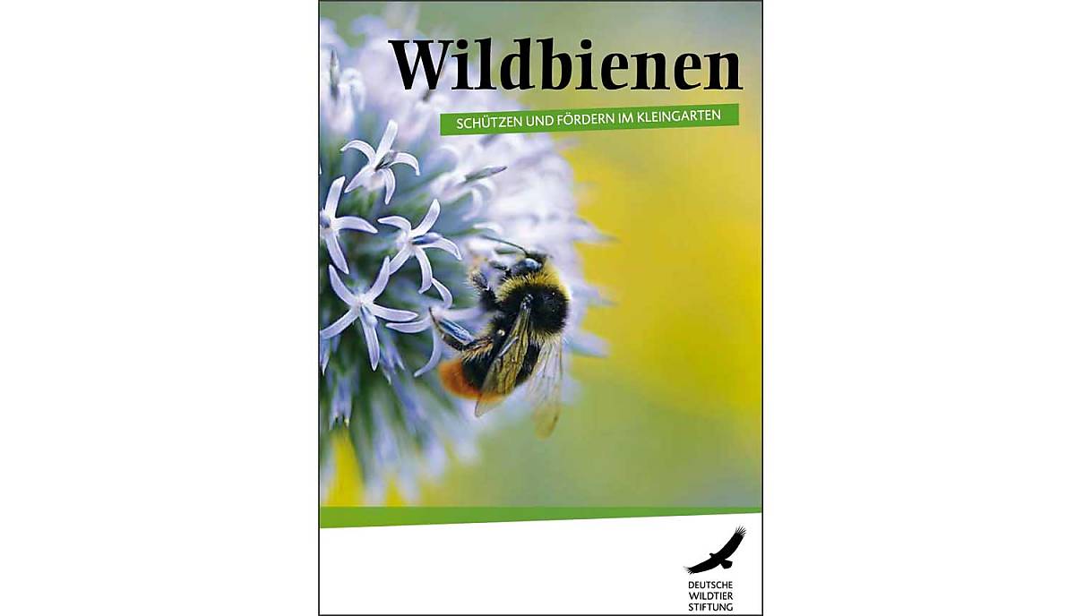 cover-wildbienen-schutzen-und-fordern-im-kleingarten