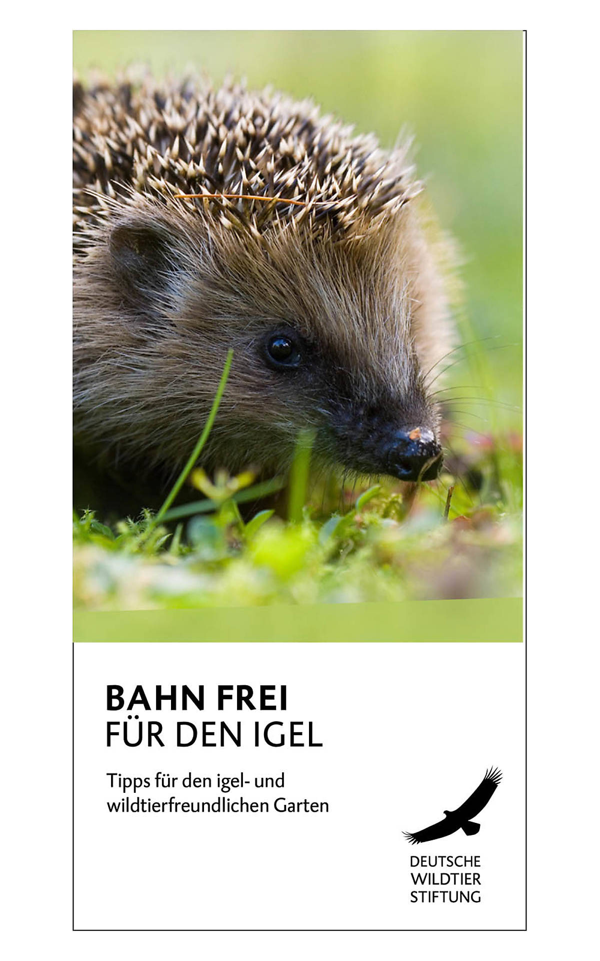 2024_flyer_igel_v10-ansicht-1