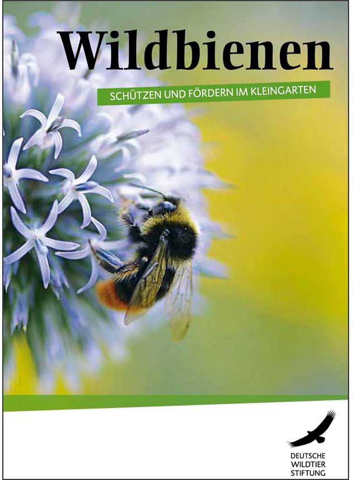 cover-neu-wildbienen-schutzen-und-fordern-im-kleingarten
