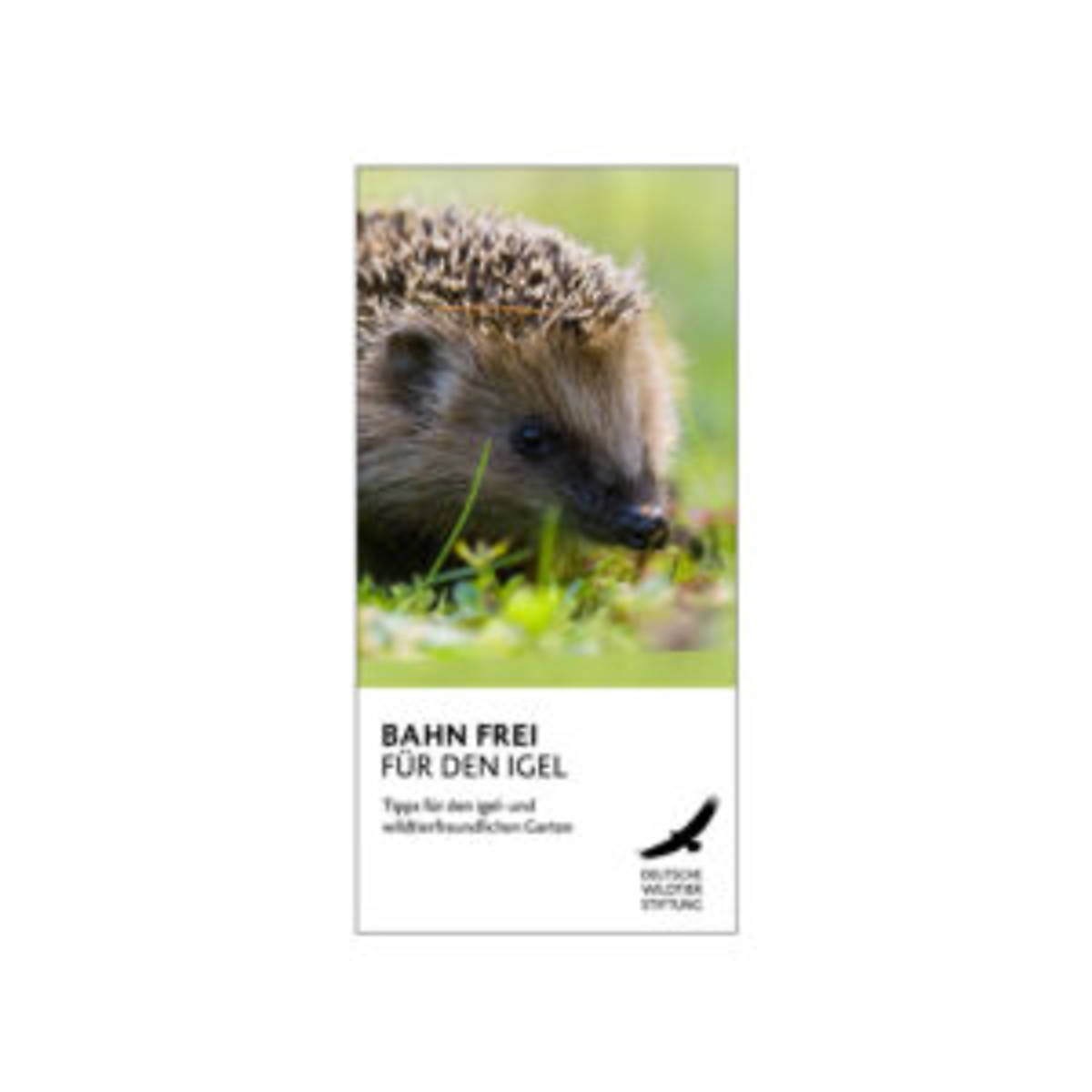 cover-igel-flyer-2024-300x300