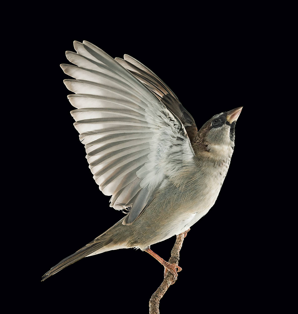 Spatz auf einem Zweig