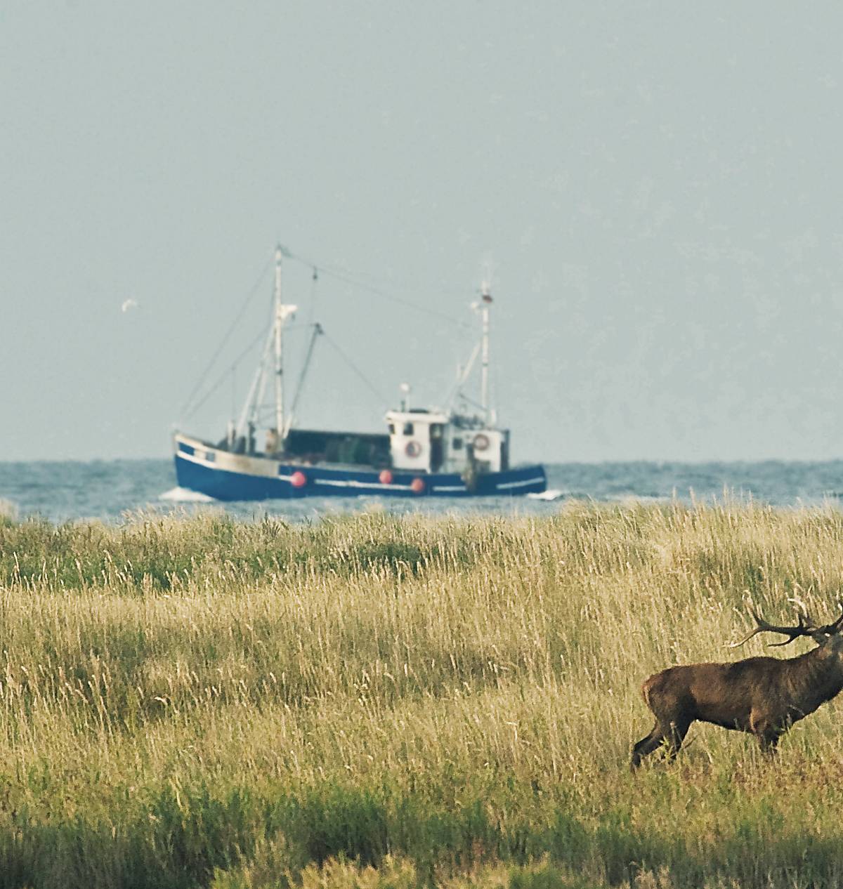 Hirsch vor einem Schiff