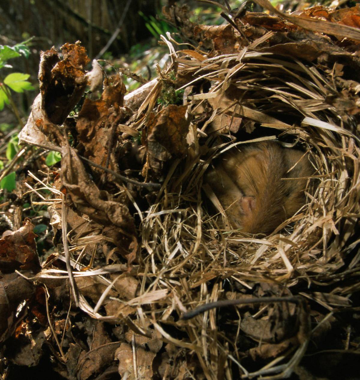 Eine Haselmaus in einem Laubnest