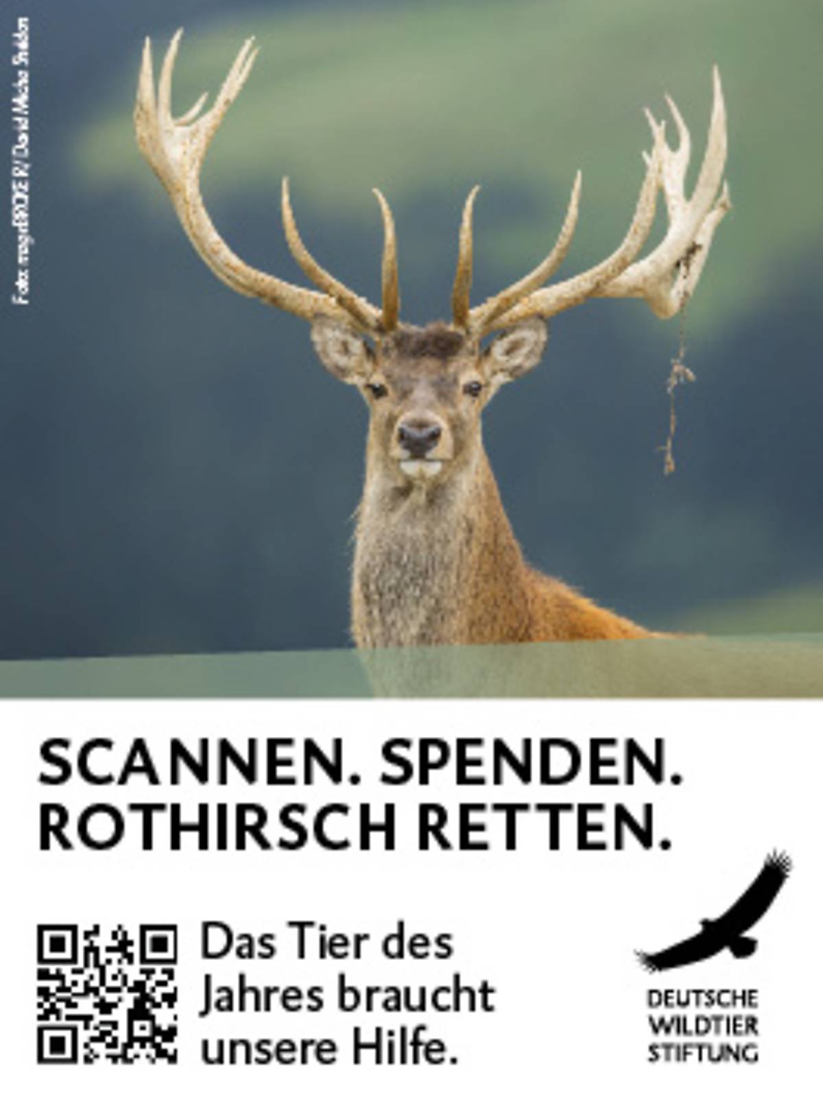 2026_freianzeigen_rothirsch_45x60