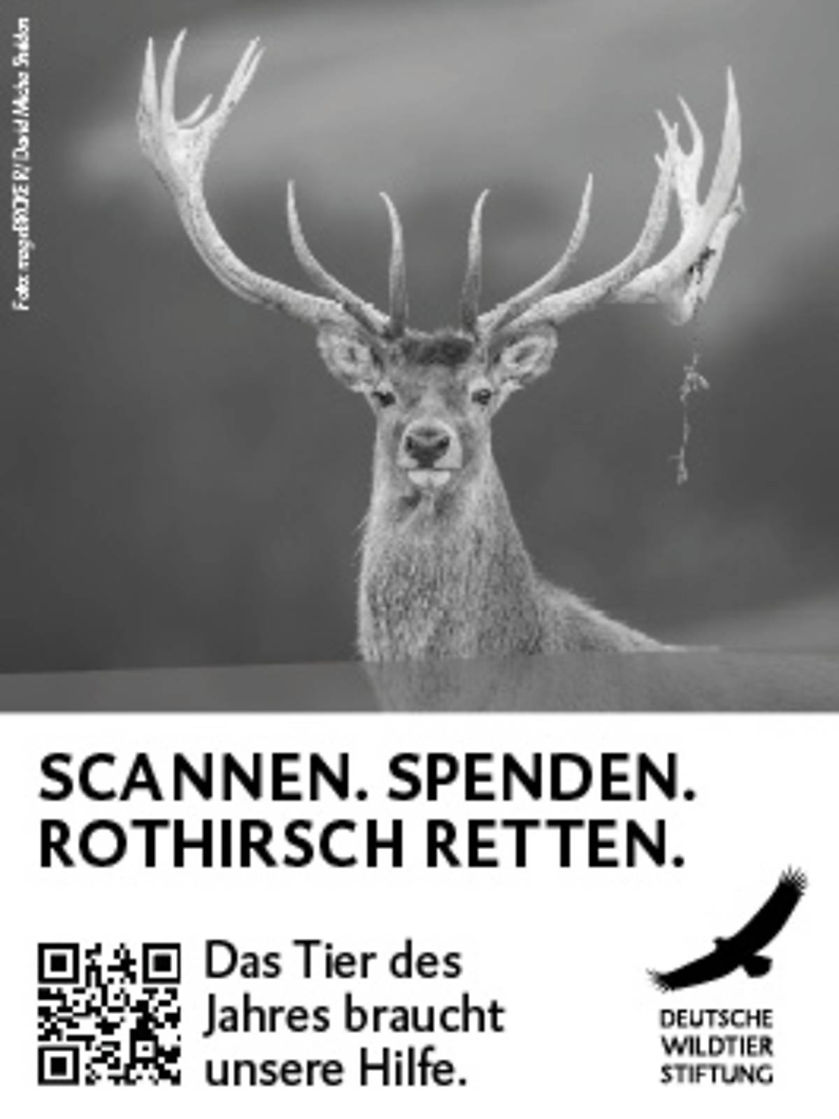 2026_freianzeigen_rothirsch_45x60_sw