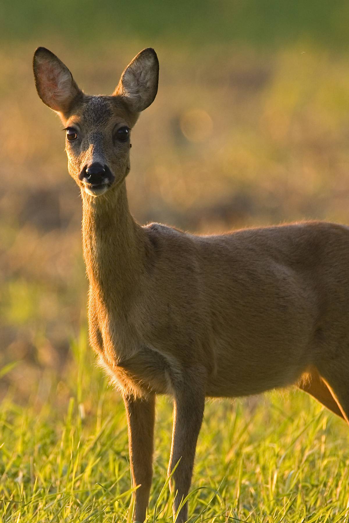 Reh in der Abendsonne (Capreolus capreolus)