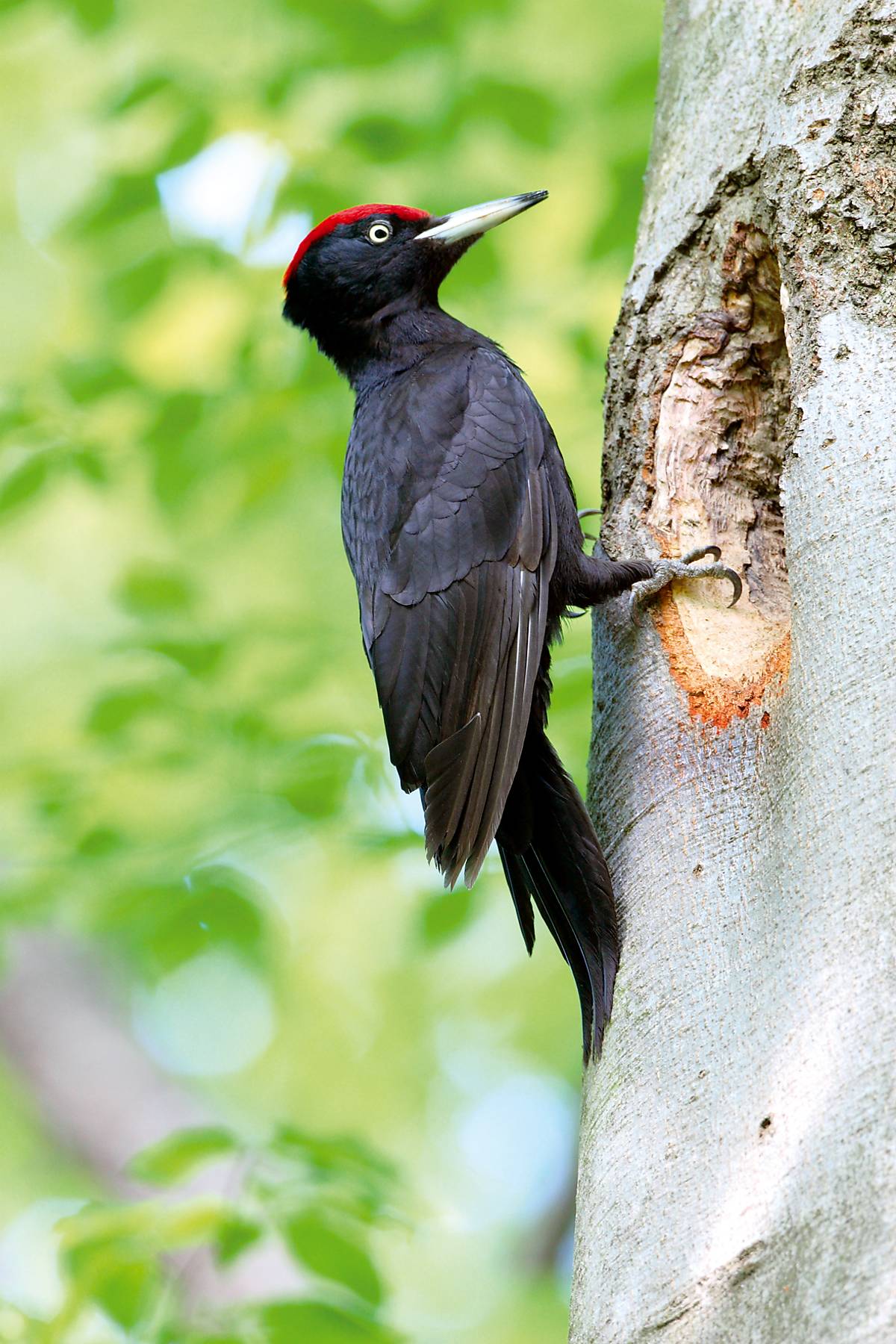 Schwarzspecht (Dryocopus martius)