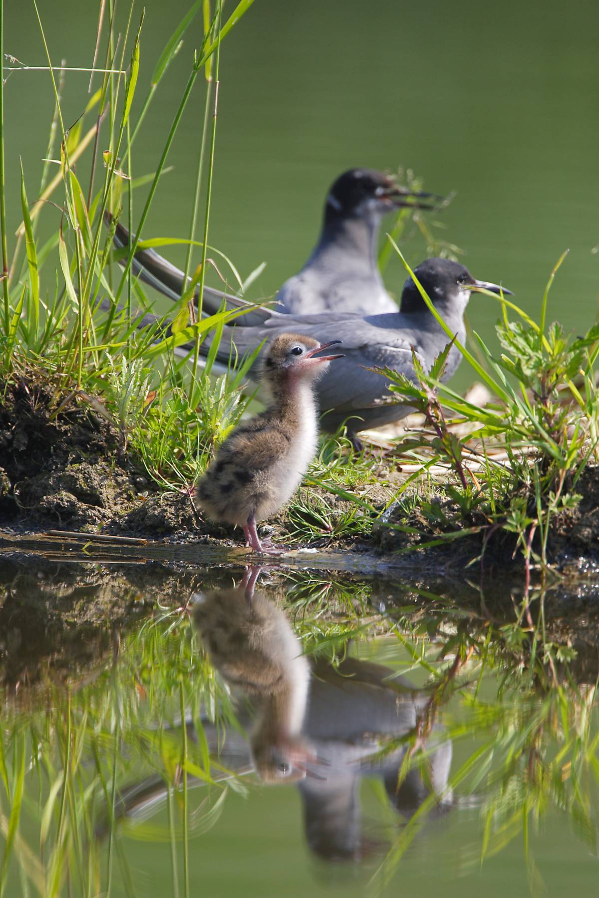 Trauerseeschwalben-Küken (Chlidonias niger)