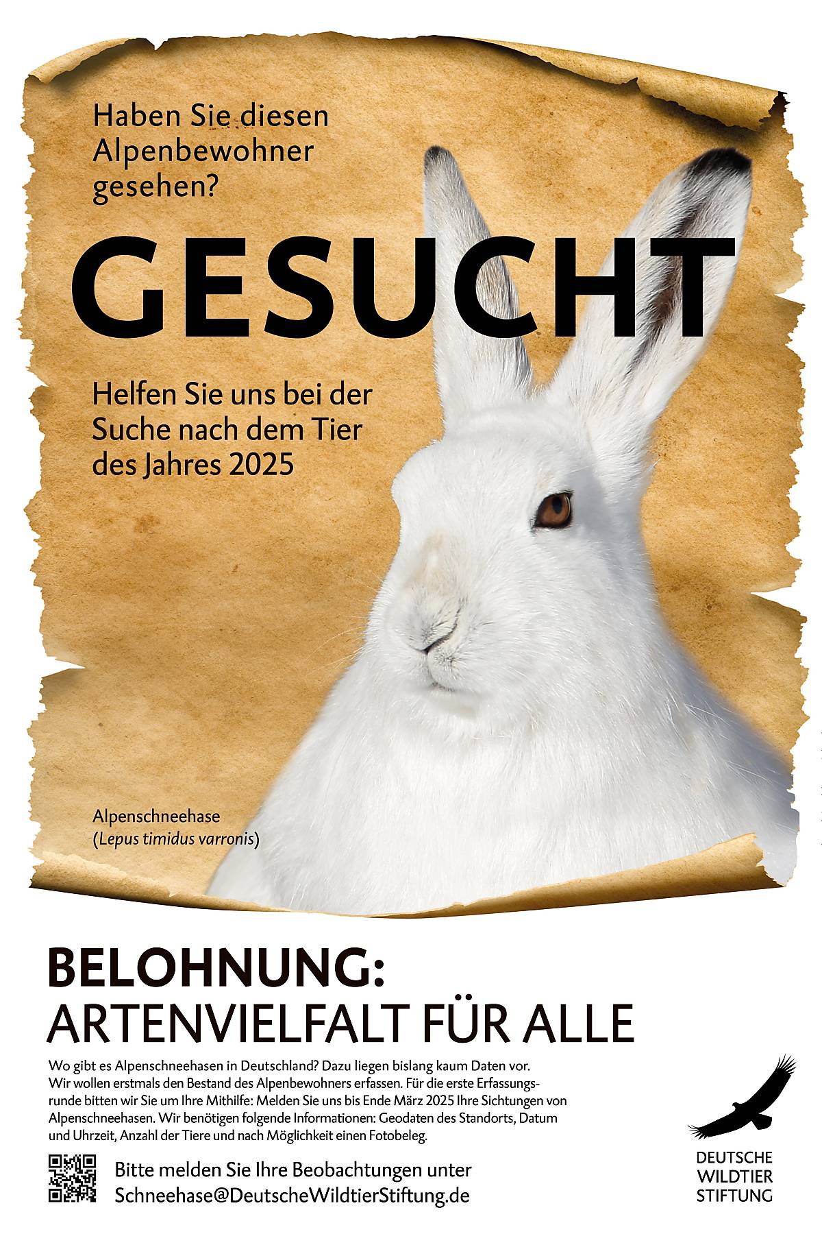 Tier des Jahres 2025 / Alpenschneehase