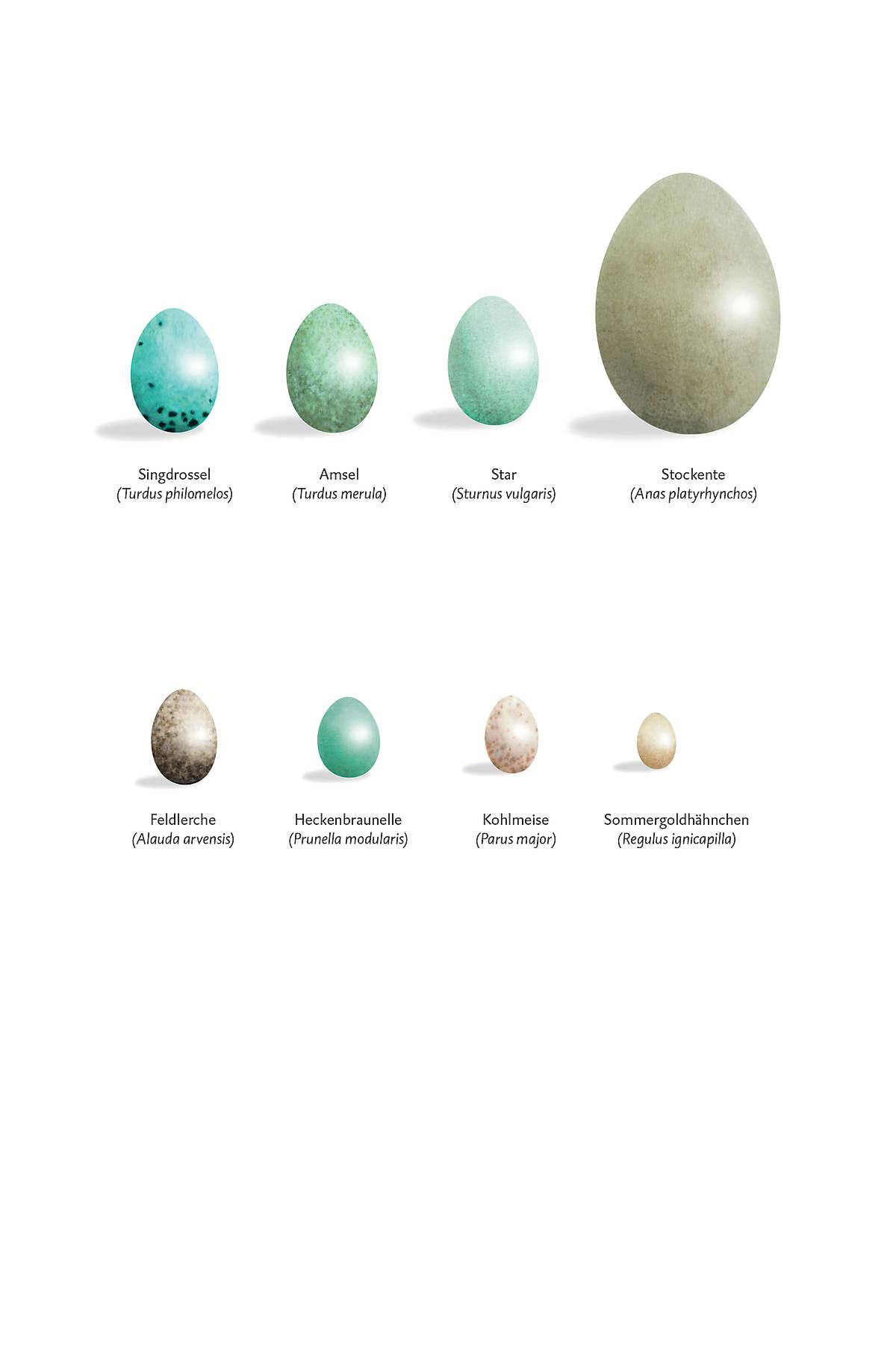 Verschiedene Vogeleier