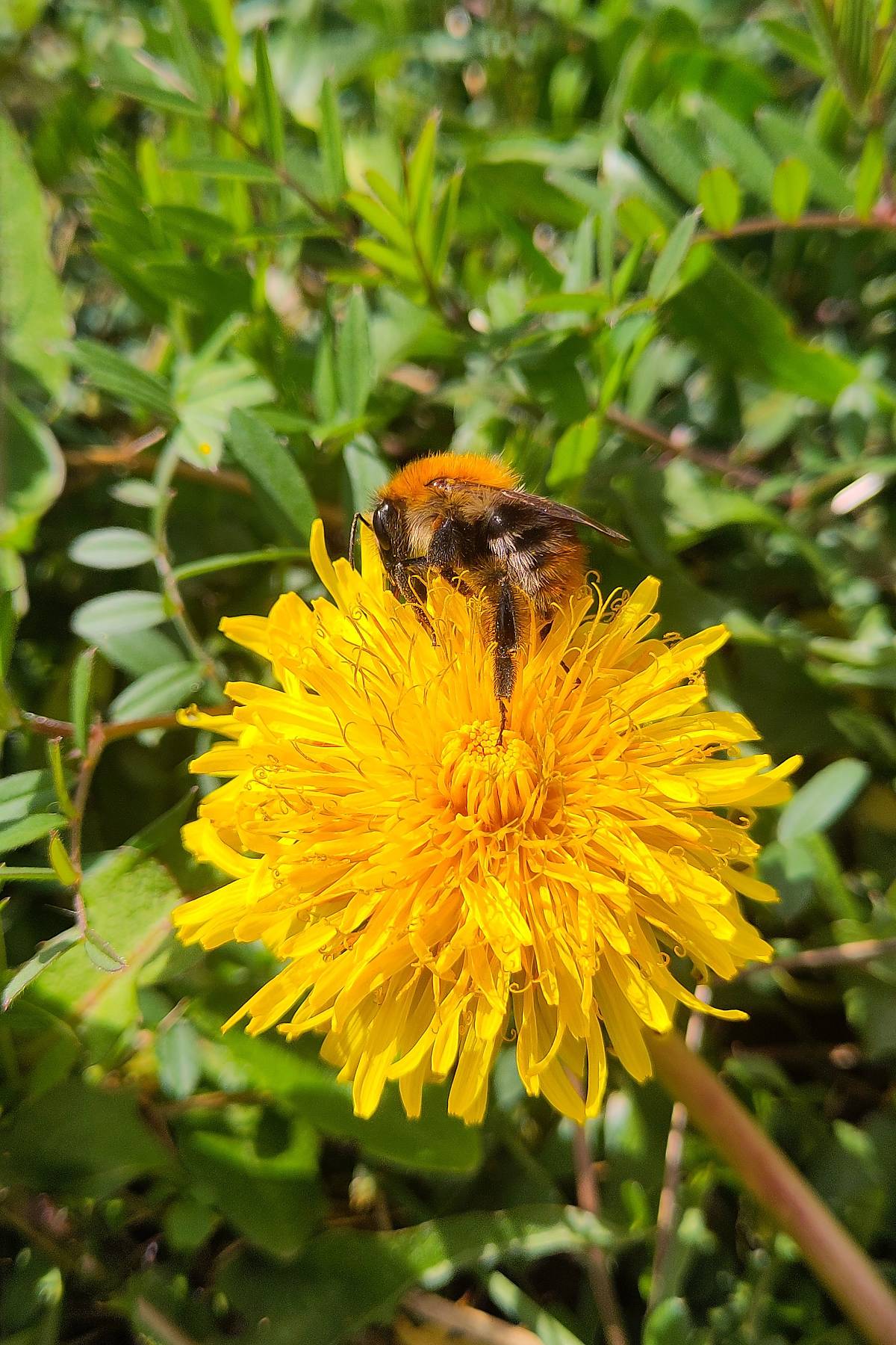 Hummel auf Löwenzahnblüte