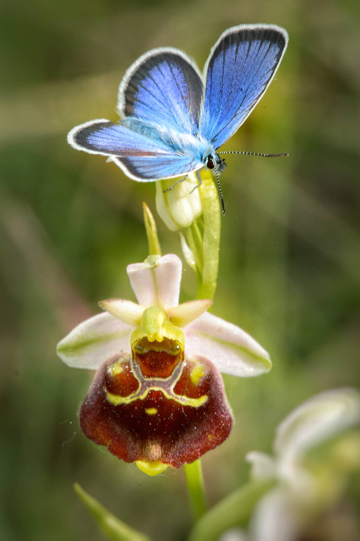Bienen-Ragwurz, eine Orchideenart, auf der ein Bläuling (Schmetterling) sitzt