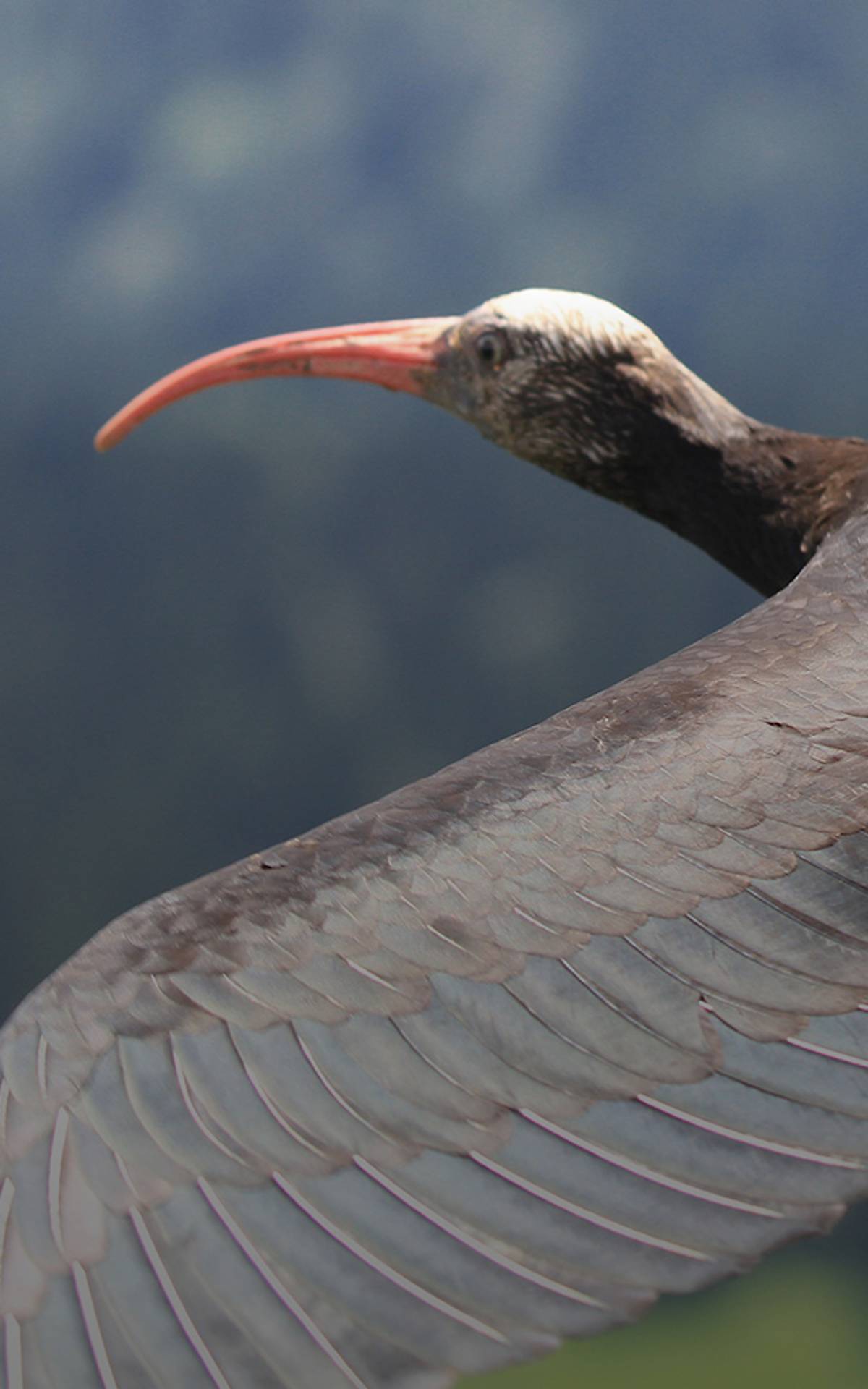 header_waldrapp_mobile2