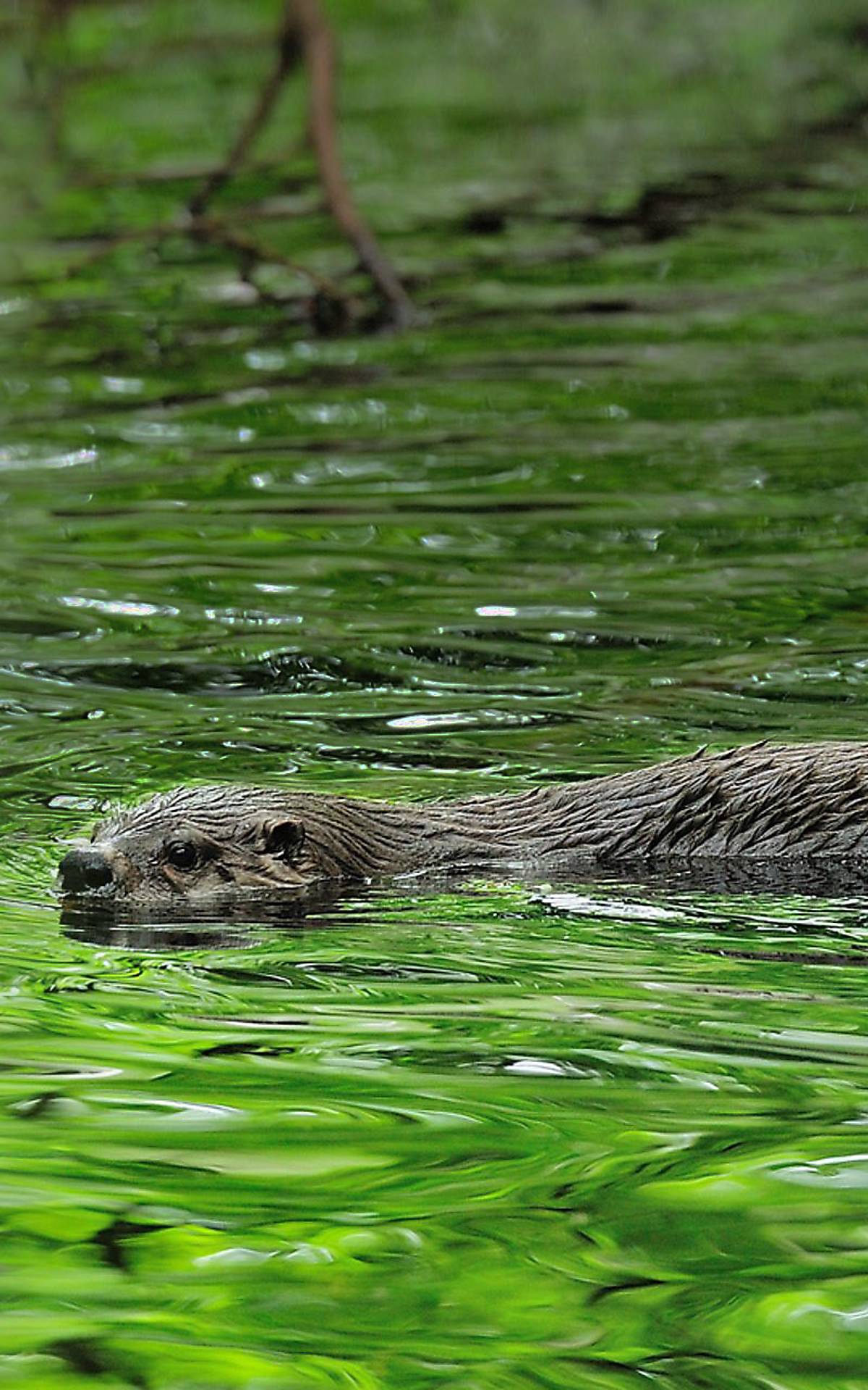 Fischotter in seinem Lebensraum Wasser Foto: Naturfoto Hofmann