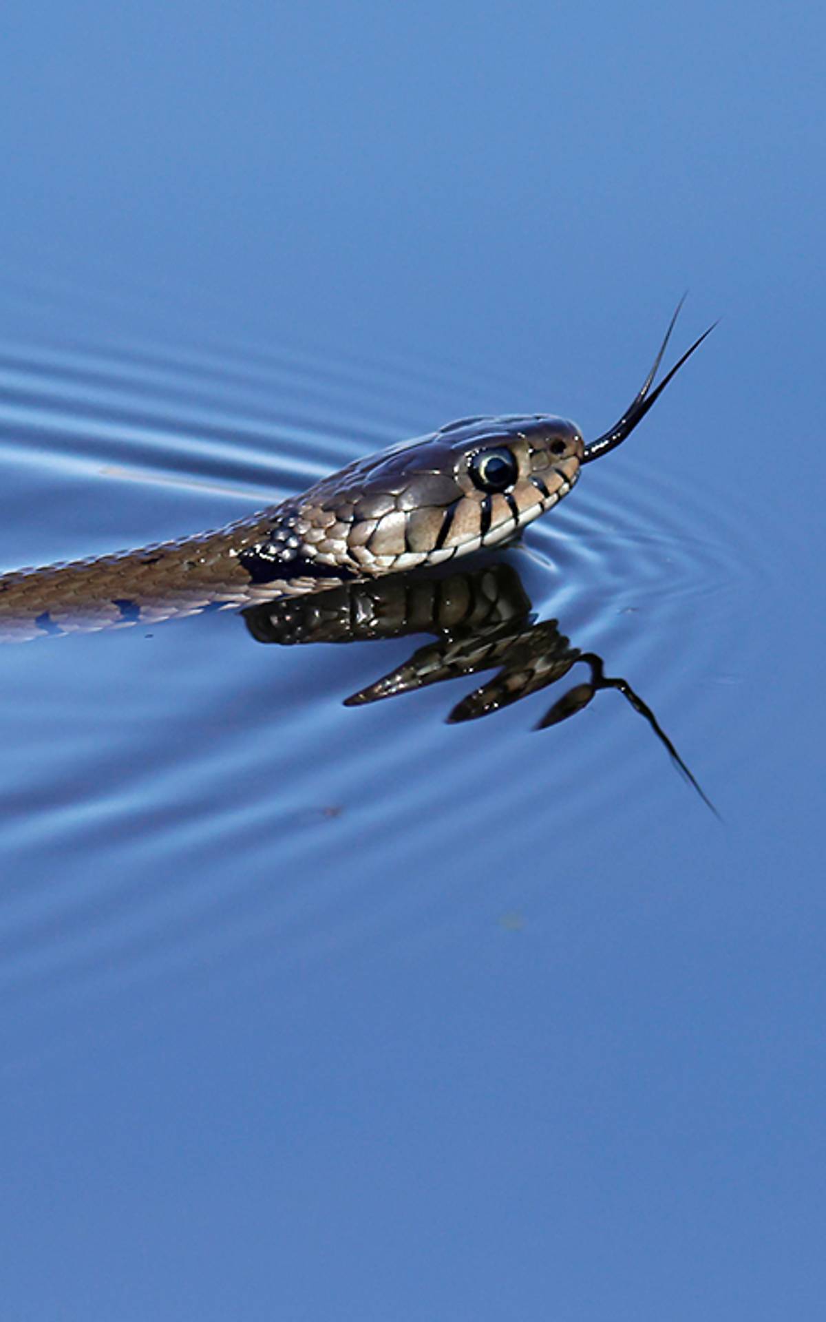 Züngelnde Ringelnatter im See,
© imageBROKER.com / Ronald Wittek