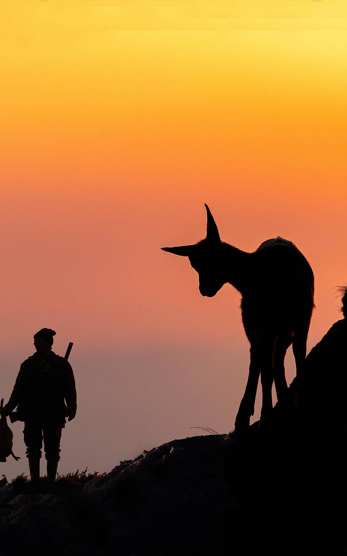 Zwei Gämsen (Rupicapra rupicapra) am Berghang im Gegenlicht, Sonnenuntergang, mit Jäger und Snowboarder - Kollage: Manfred Stutz imageBroker; Arterra / Sven-Erik Arndt imageBroker; Astrid Steffens imageBroker