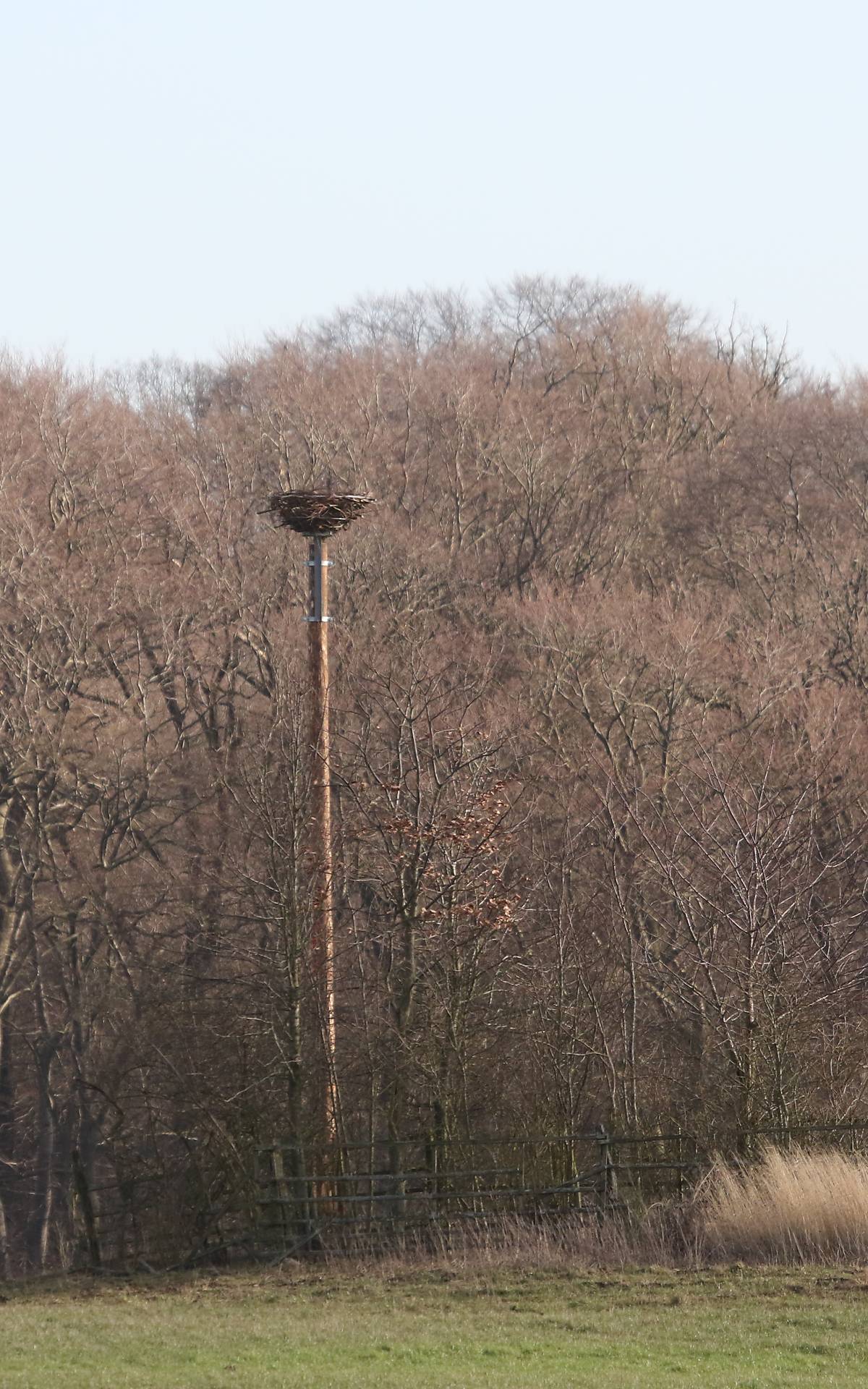 Künstlicher Horst auf 8 m hohem Stamm errichtet Foto: Michael Tetzlaff