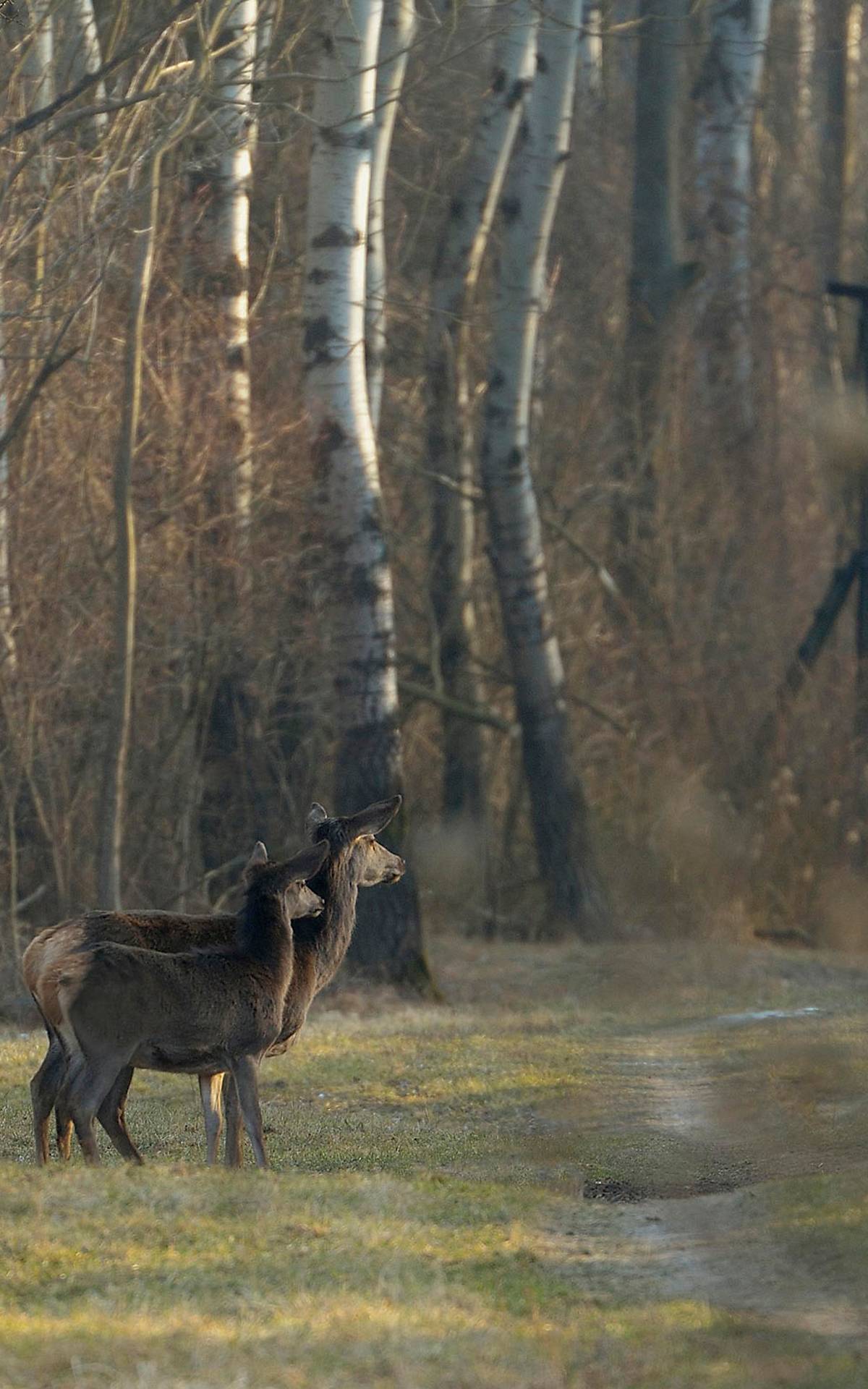 Hirschkuh mit Kalb (Cervus elaphus) im Wald © imageBROKER.com / Kurt Kracher