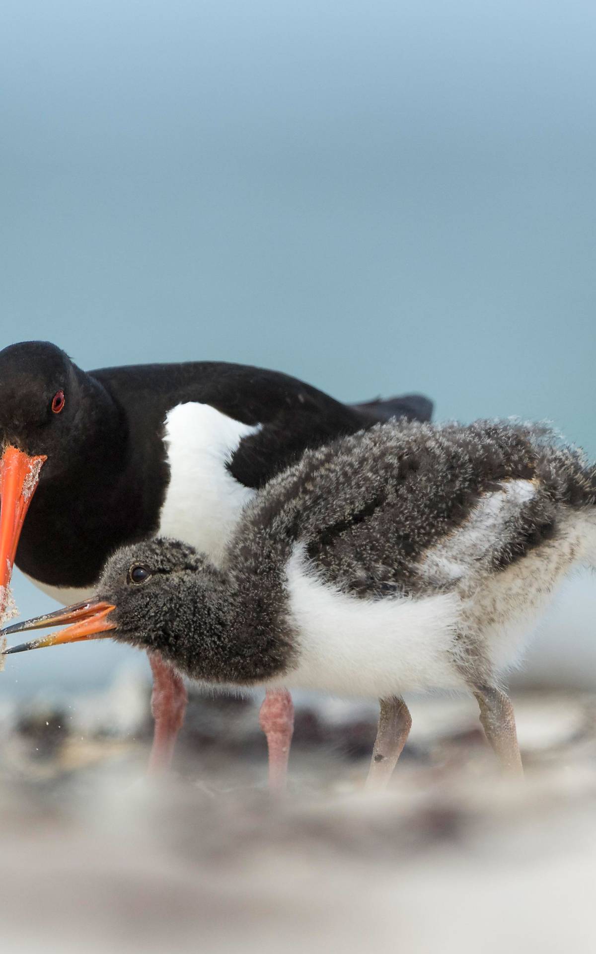 Austernfischer (Haematopus ostralegus) mit Jungvogel, Helgoland © imageBROKER.com / Marcus Siebert