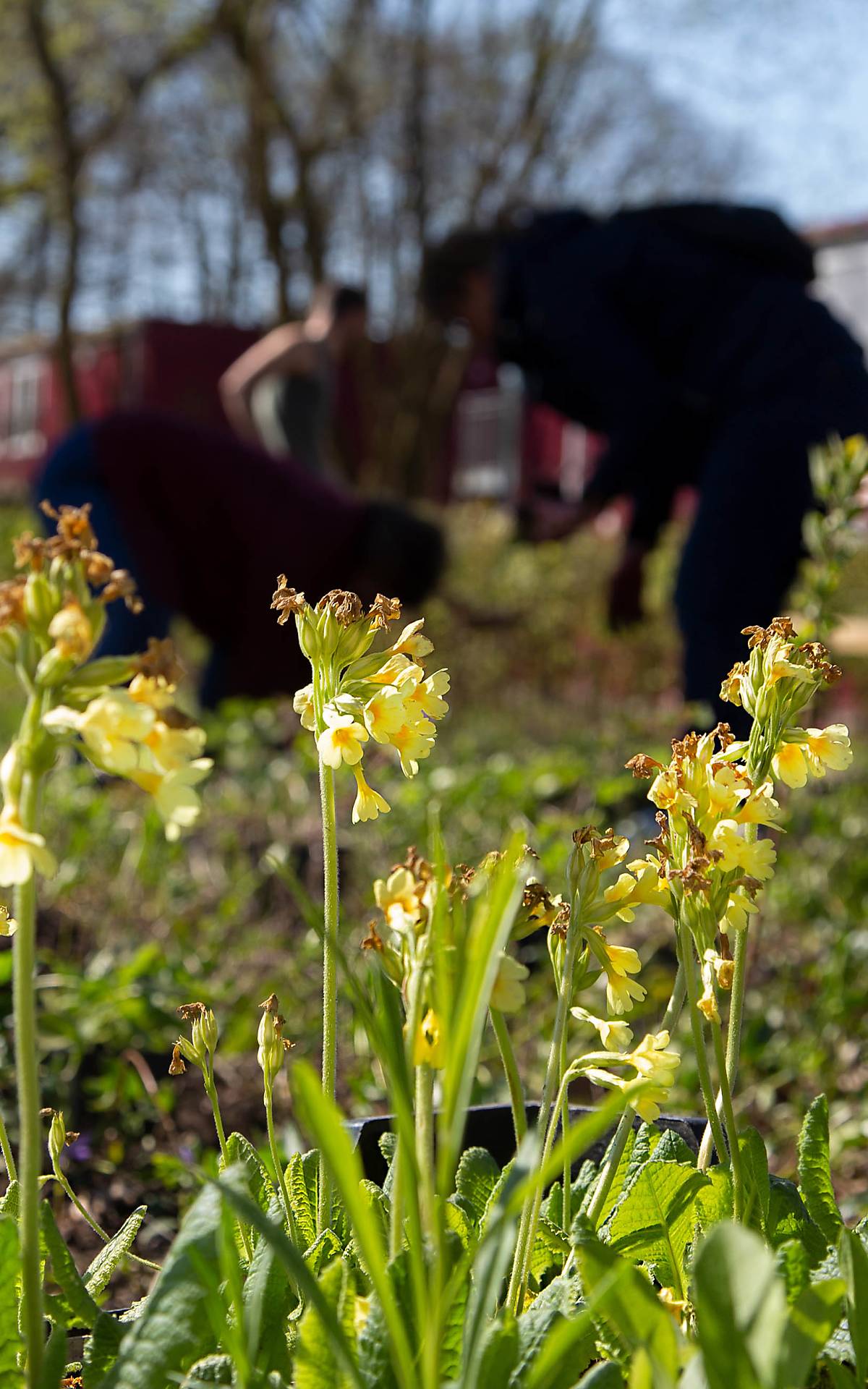 Gyula Trebitsch Schule Aktionstag wildbienenfreundlich pflanzen. Foto: Johannes Schäfer