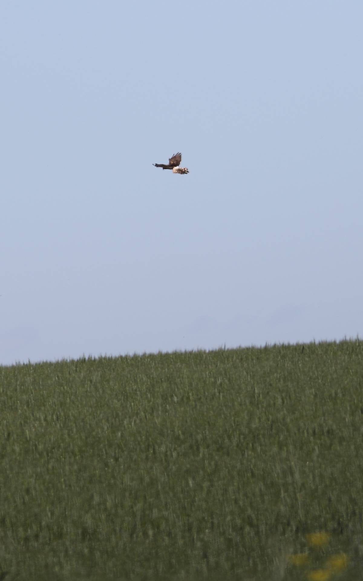 Wiesenweihe im Flug Foto: Simone Müller