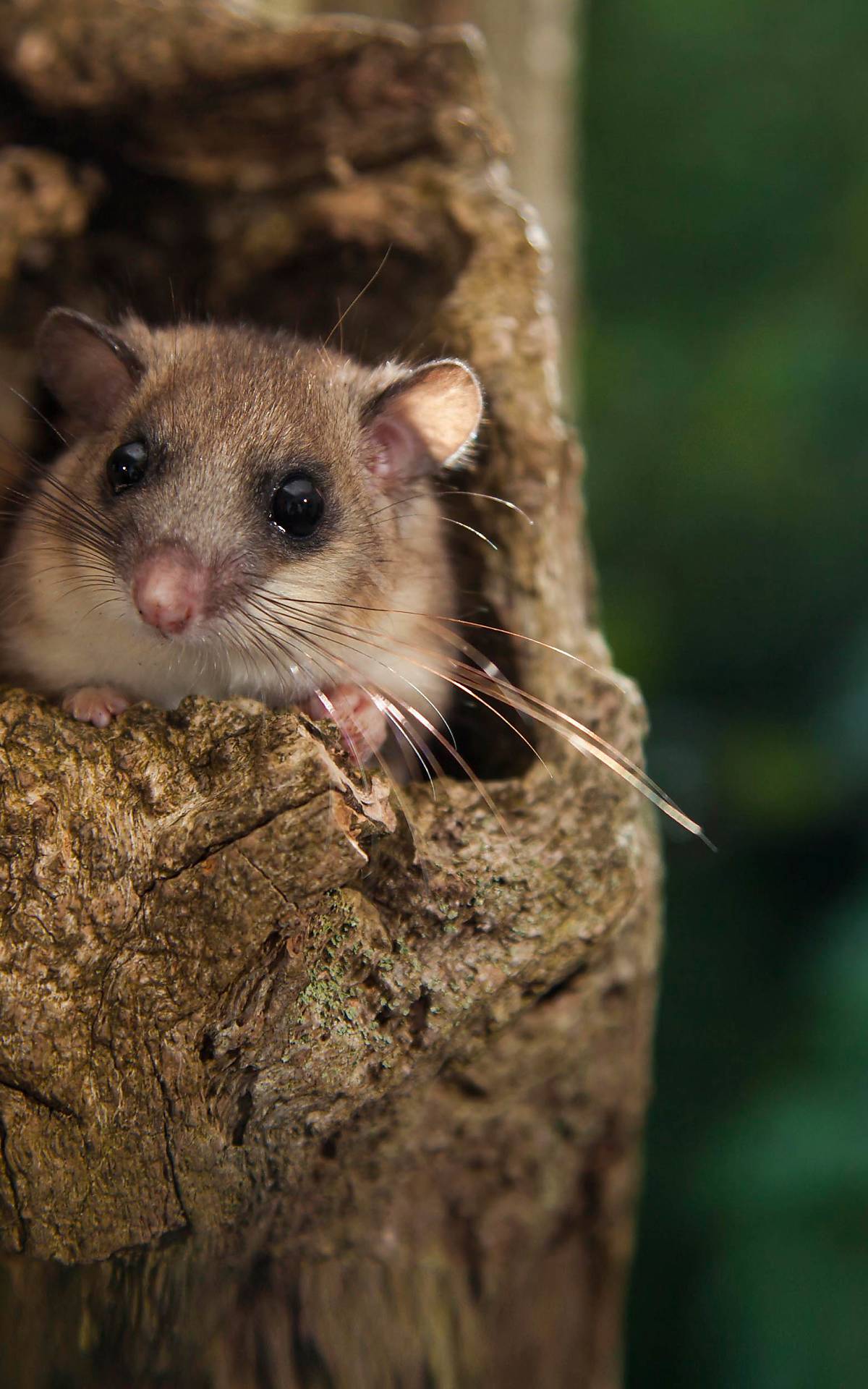 Der Siebenschläfer (Glis glis) - Foto: imageBroker / J. Fieber