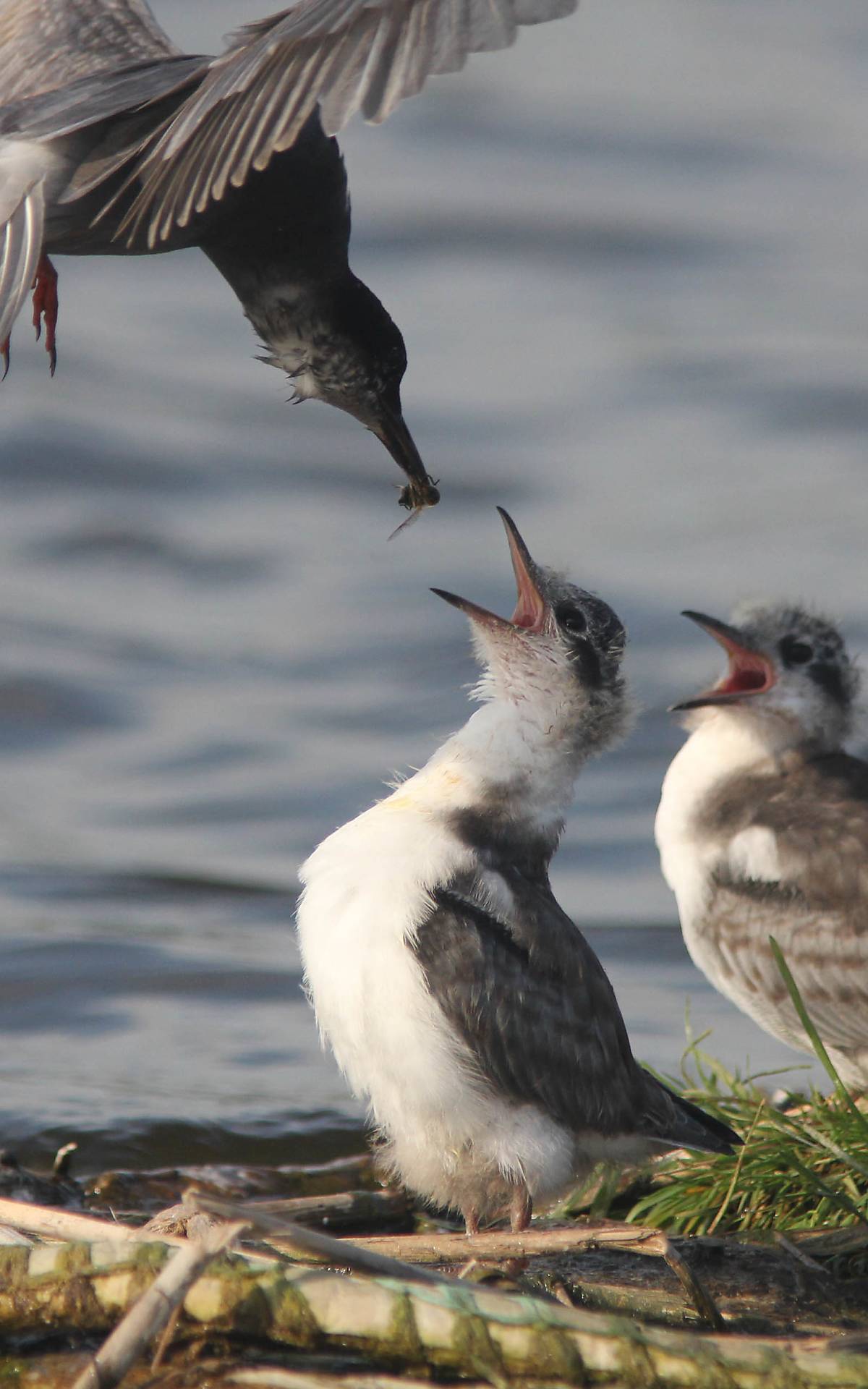 Trauerseeschwalbe füttert fast flügge Jungvögel - Foto: Michael Tetzlaff