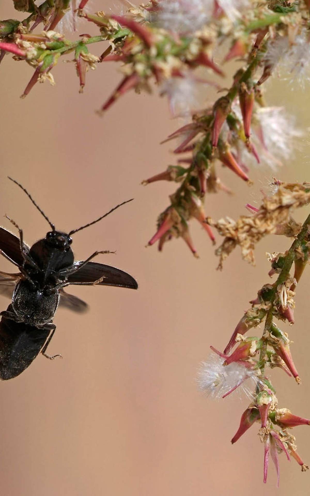 Schnellkäfer (Hemicrepidius niger) - © imageBROKER.com / André Skonieczny