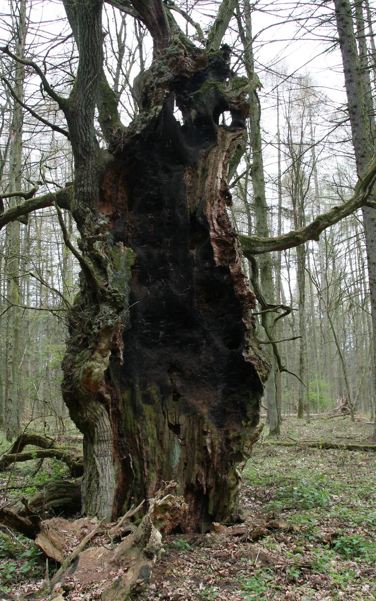 Totholz und alte Bäume, hier in Rechlin, sind für Fledermäuse wichtig (Foto: Deutsche Wildtier Stiftung)