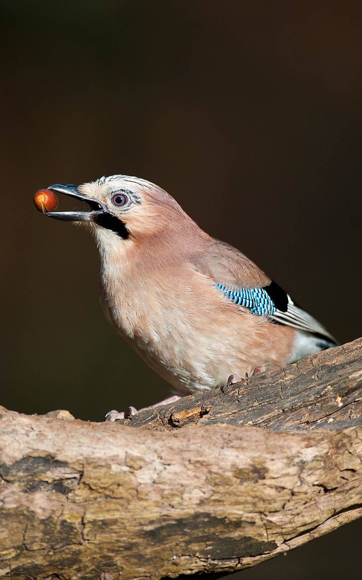 Eichelhäher (Garrulus glandarius), ausgewachsener Vogel mit Eichel im Schnabel, sitzt auf Ast in einem Eichenwald, Norfolk, England, Großbritannien, Europa - Bild-ID: 2157345
© imageBROKER.com / Mike Powles/FLPA