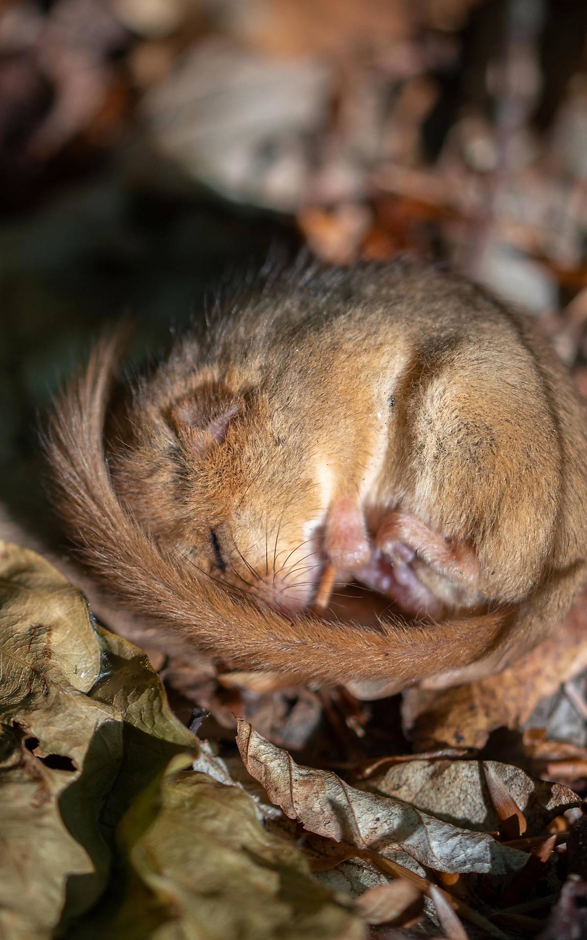 Haselmaus (Muscardinus avellanarius), schläft Foto: © imageBROKER.com / Farina Graßmann