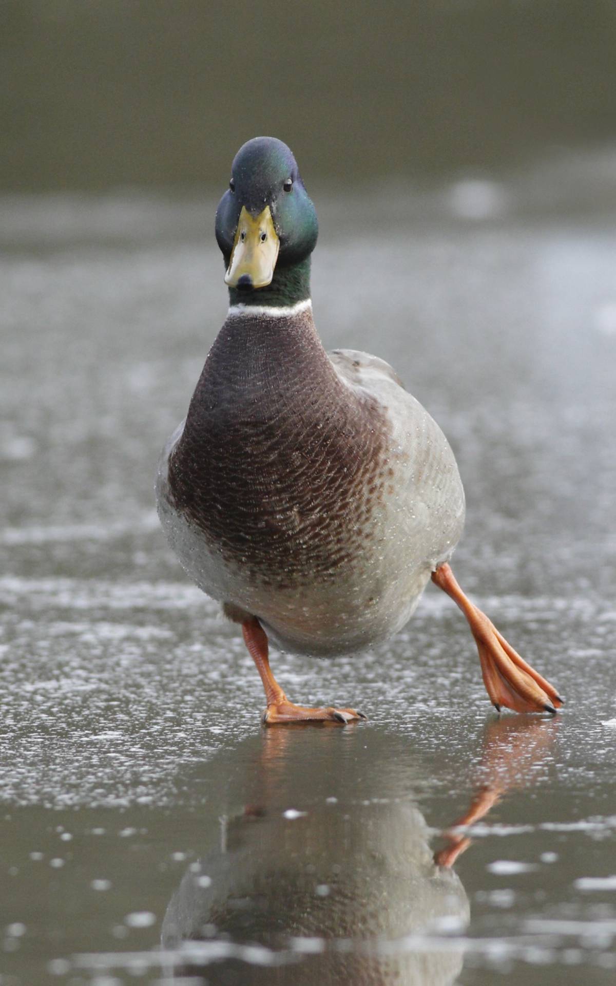 Ente im Winter - Foto: FLPA - Arco Images GmbH