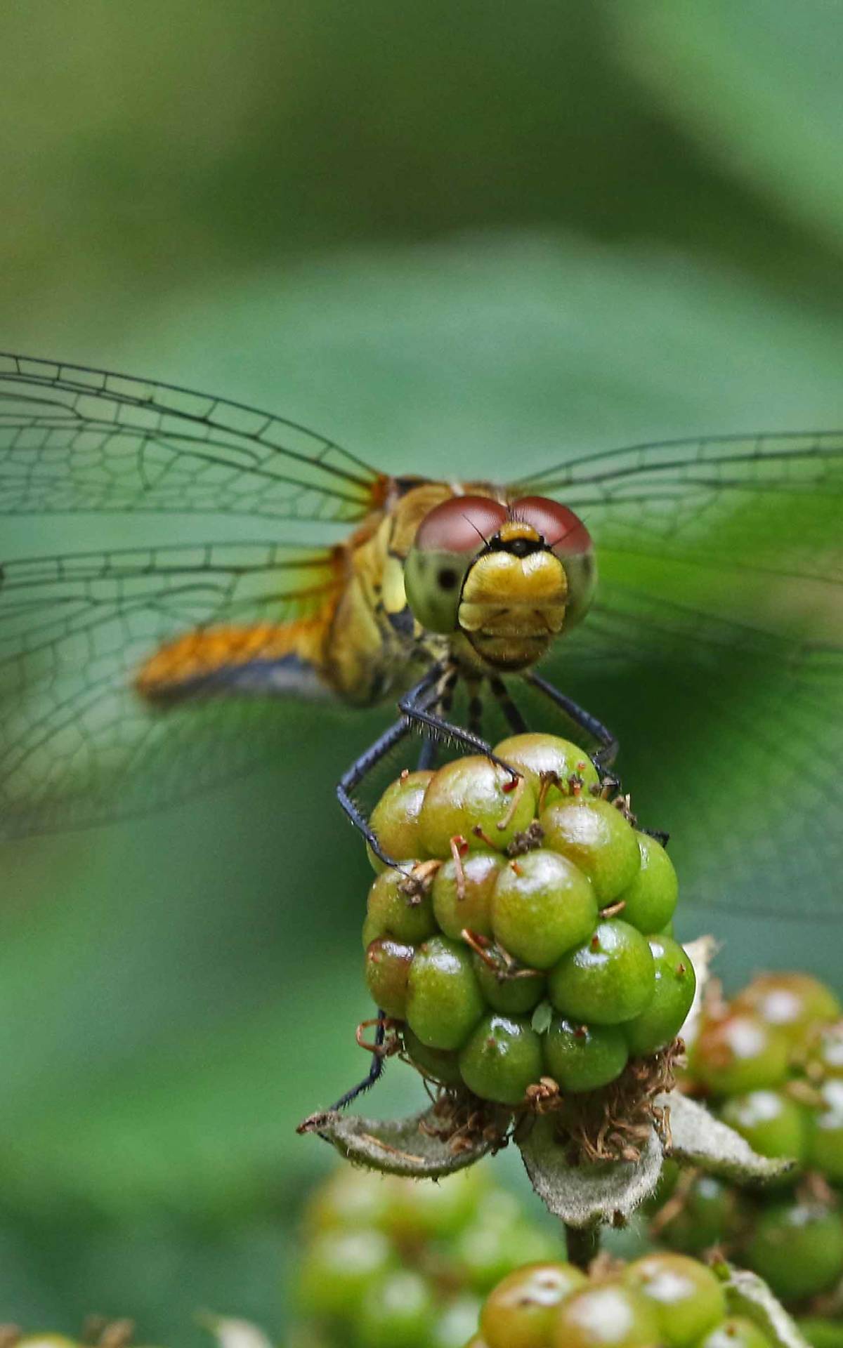Libelle – Foto: Michael Tetzlaff