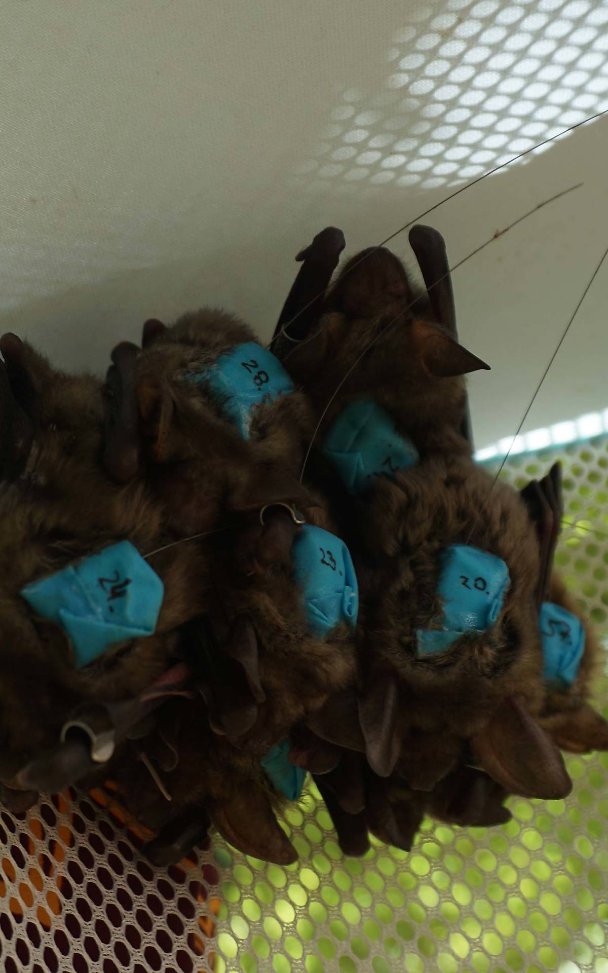 Große Mausohren (Myotis myotis) mit Näherungssensoren Foto: Dr. Simon Ripperger