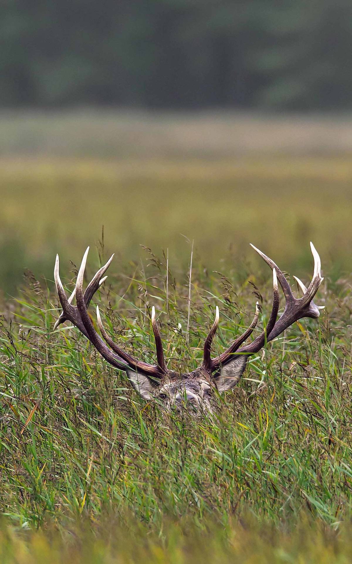 Rothirsch (Cervus elaphus), versteckt im Schilfgras Foto: imageBROKER.com / alimdi / Arterra
