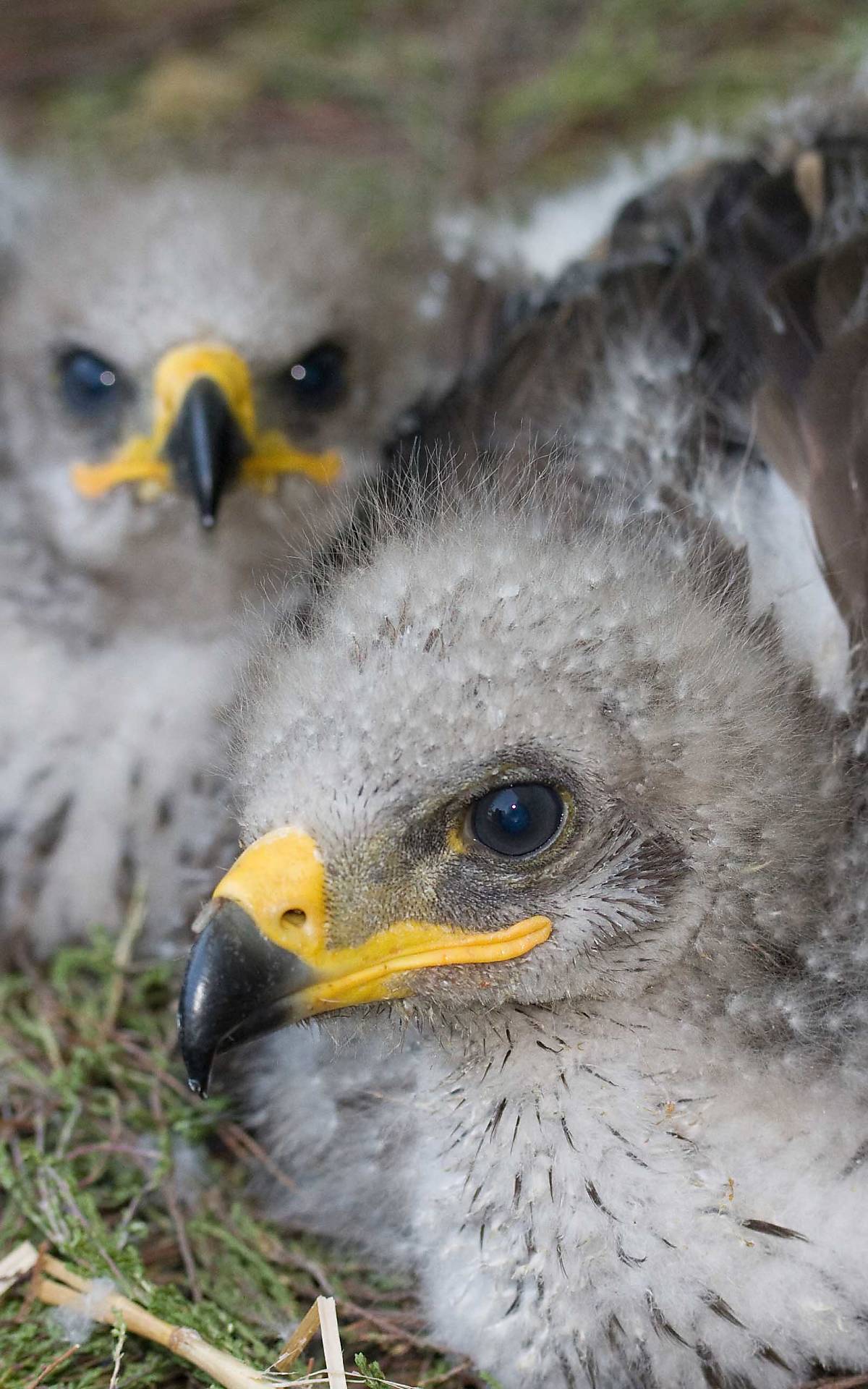 teaser_nestlinge_schreiadler_jan-bleil