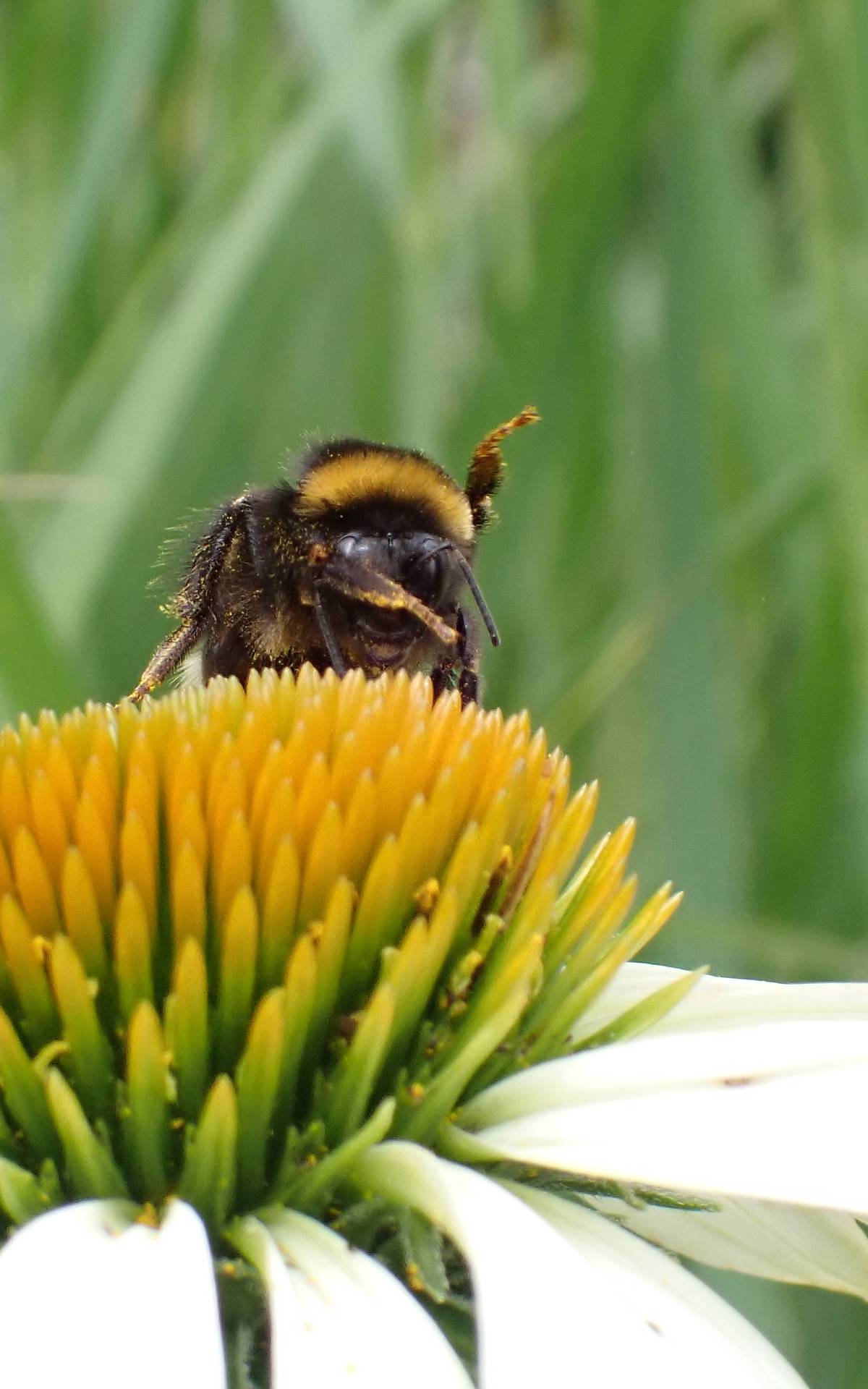 bombus-terrestris-2207-beelitz-fh-25