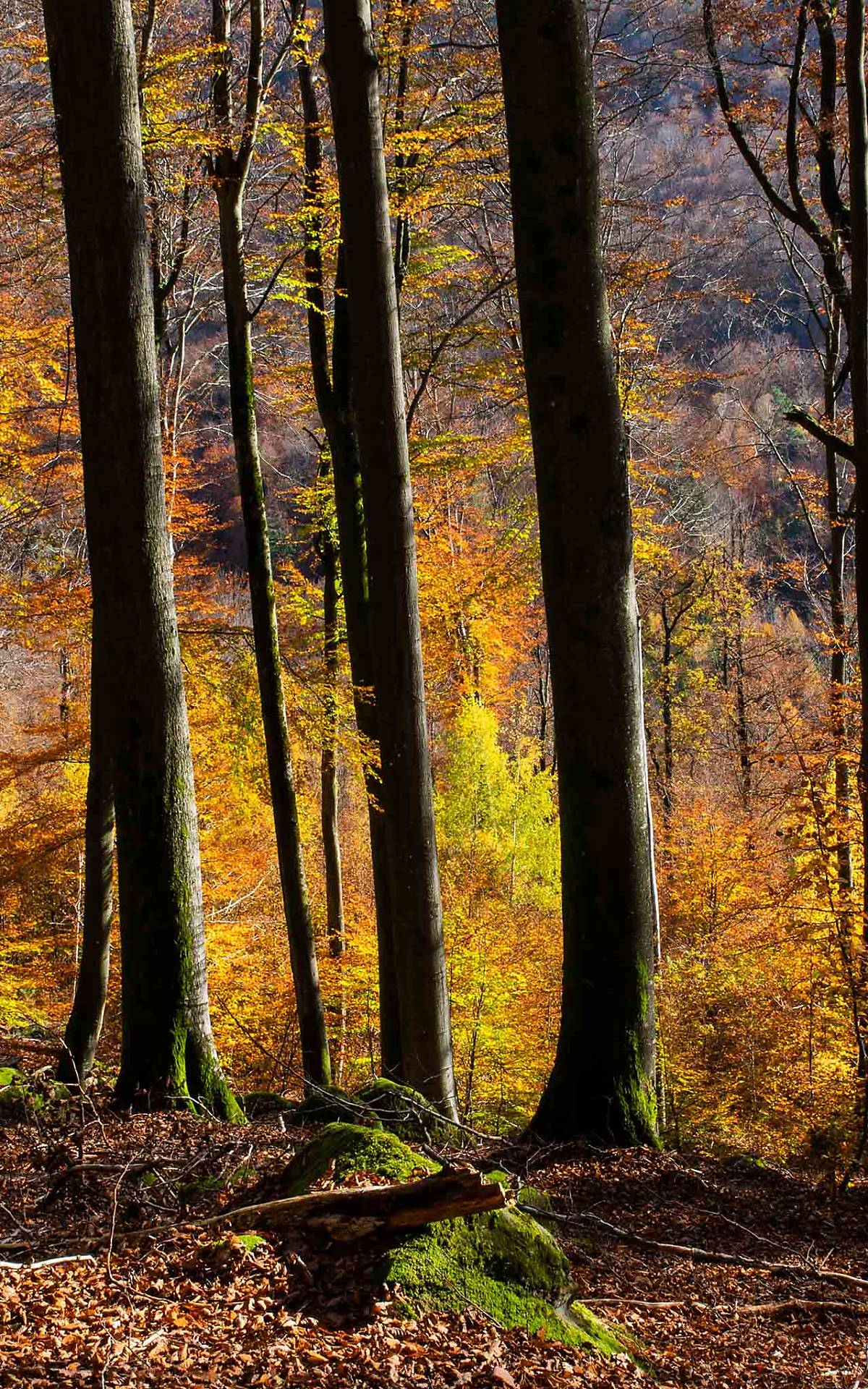 Pfälzer Wald aus Waldbilder aus Wildwäldern Foto: Burkard Stöcker