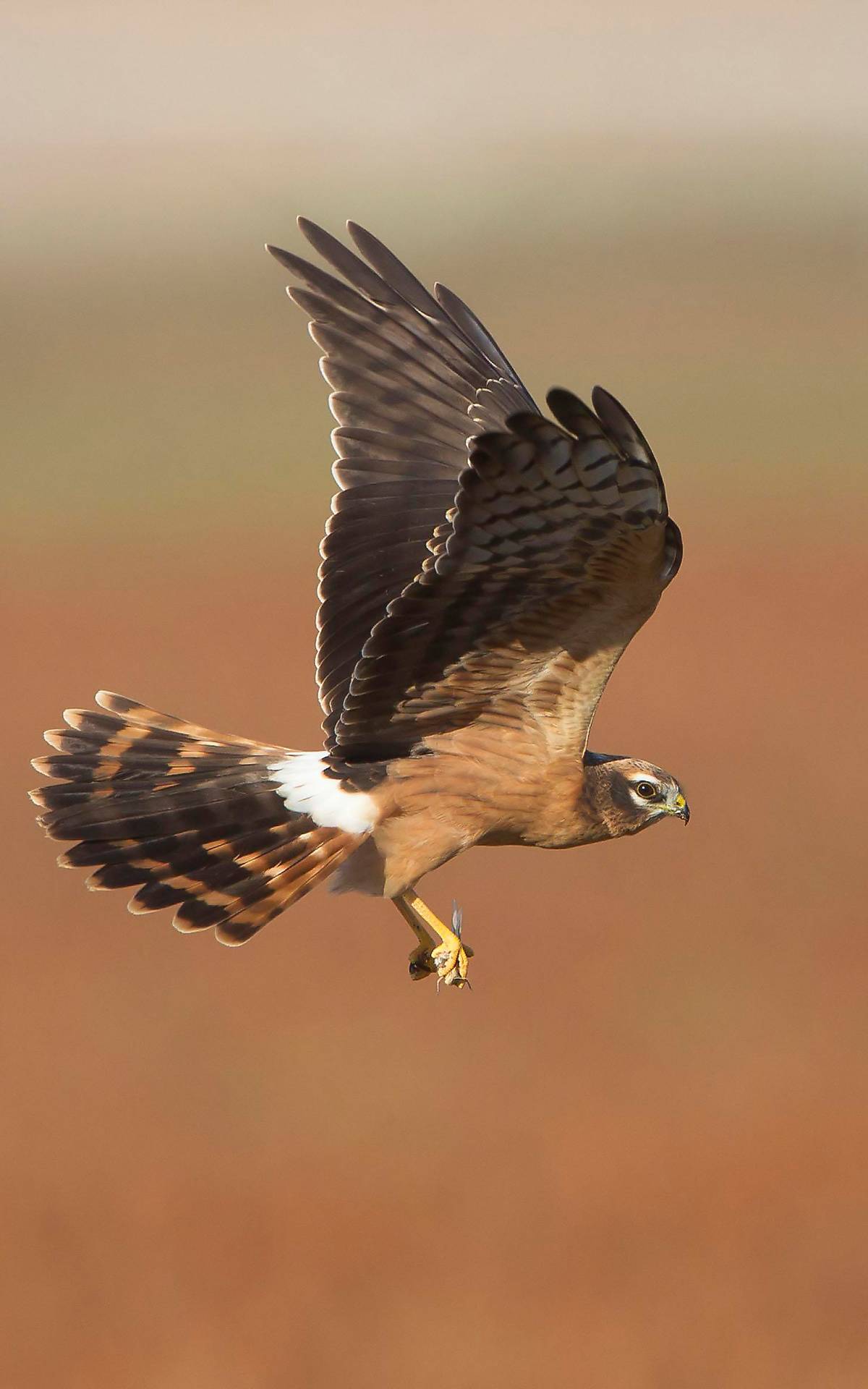 Wiesenweihe im Flug Foto: imageBROKER.com / Ardea / George Reszeter