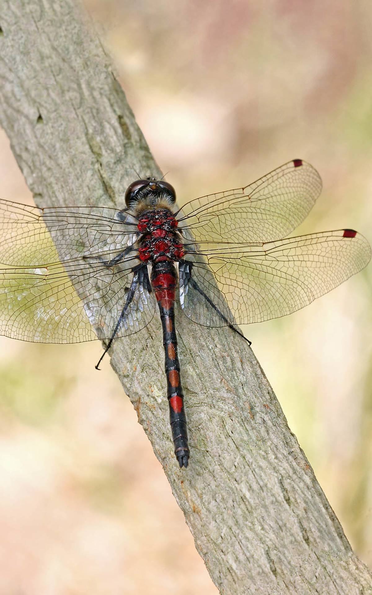 Nordische Moosjungfer (*Leucorrhinia rubicunda*) Foto: Andreas Hein