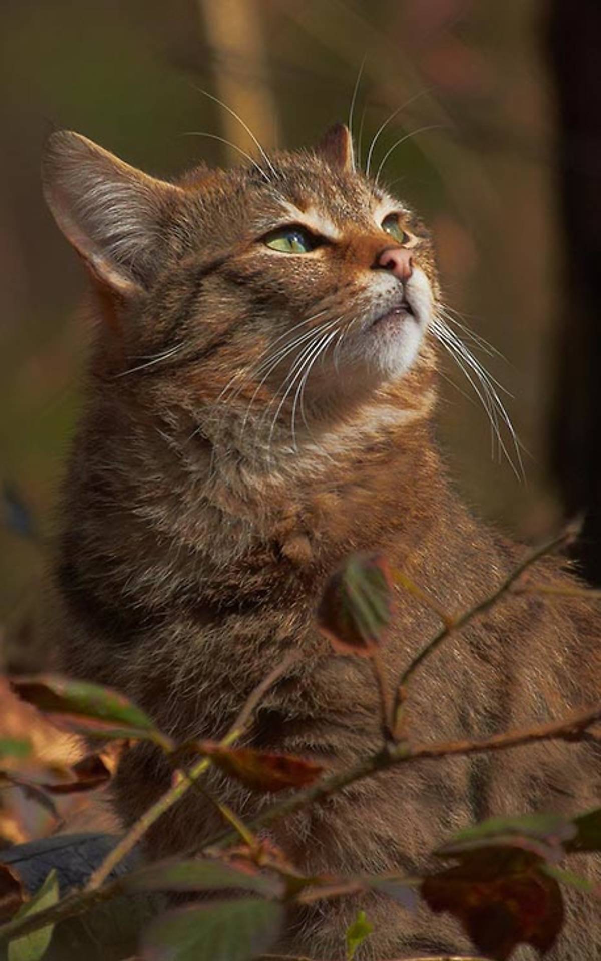 Europäische Wildkatze Foto: R. Ziemens