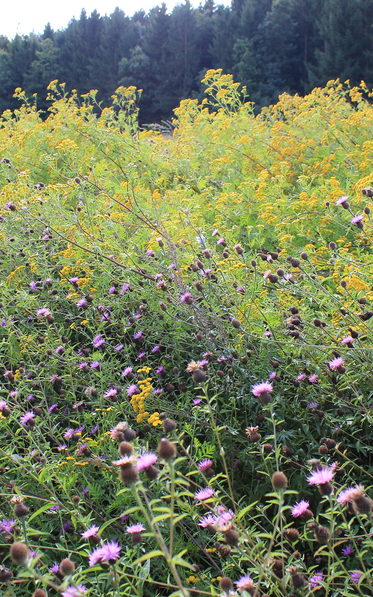 werner-kuhn___img_3429_bunte-biomasse-wildblumen-landwirtschaft