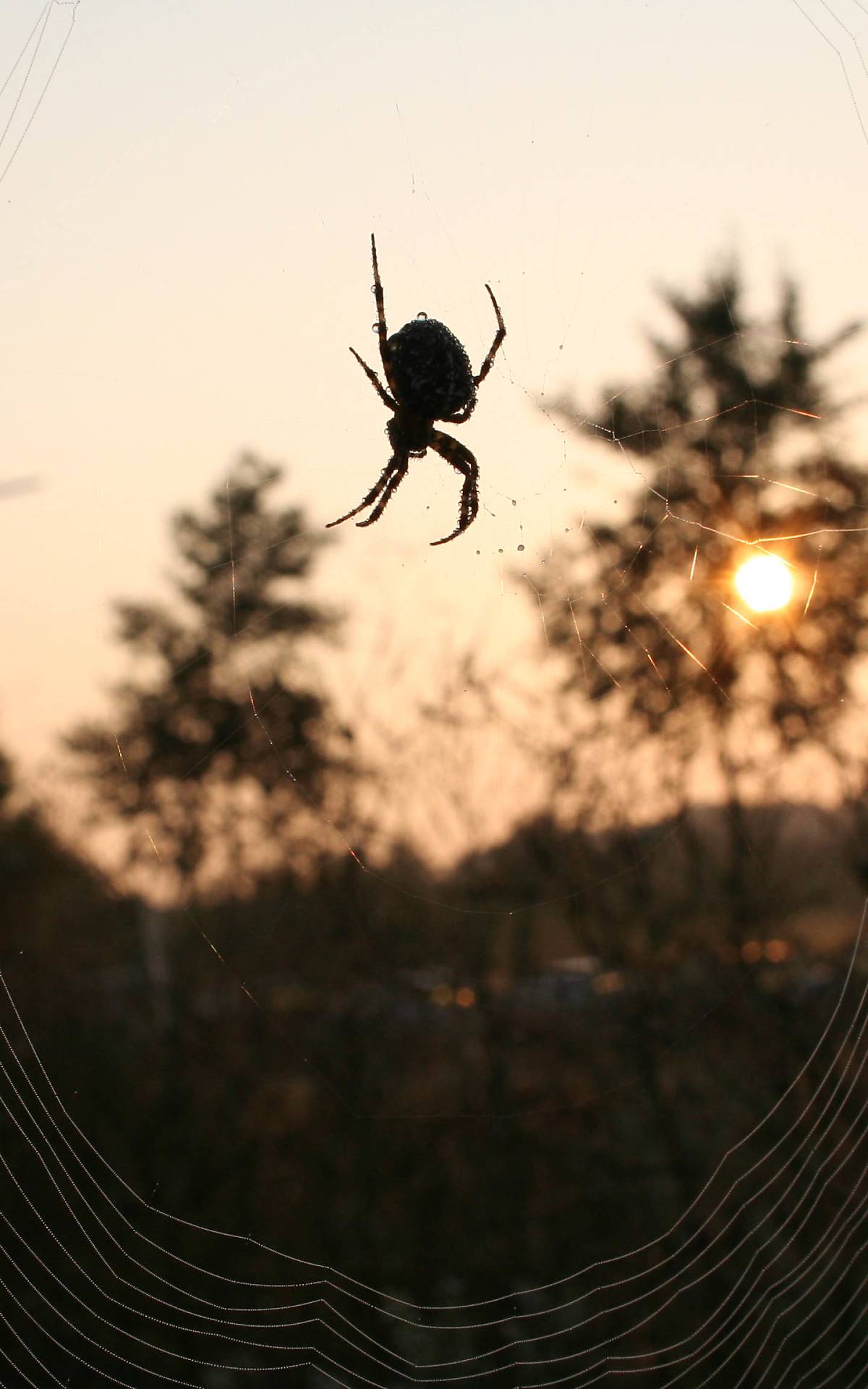 Kreuzspinne in ihrem Netz – Foto: Marcus Börner